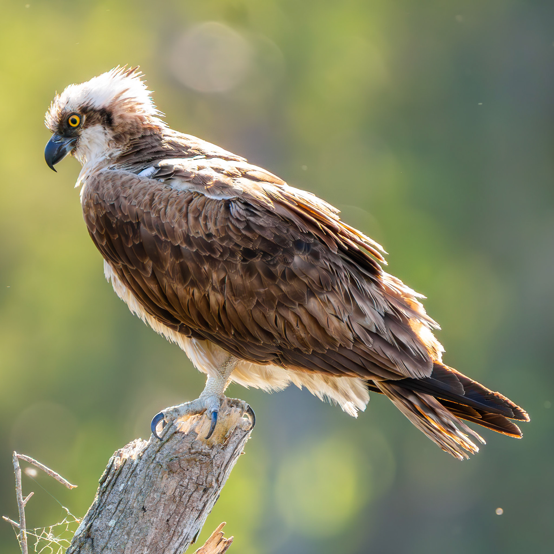 Osprey