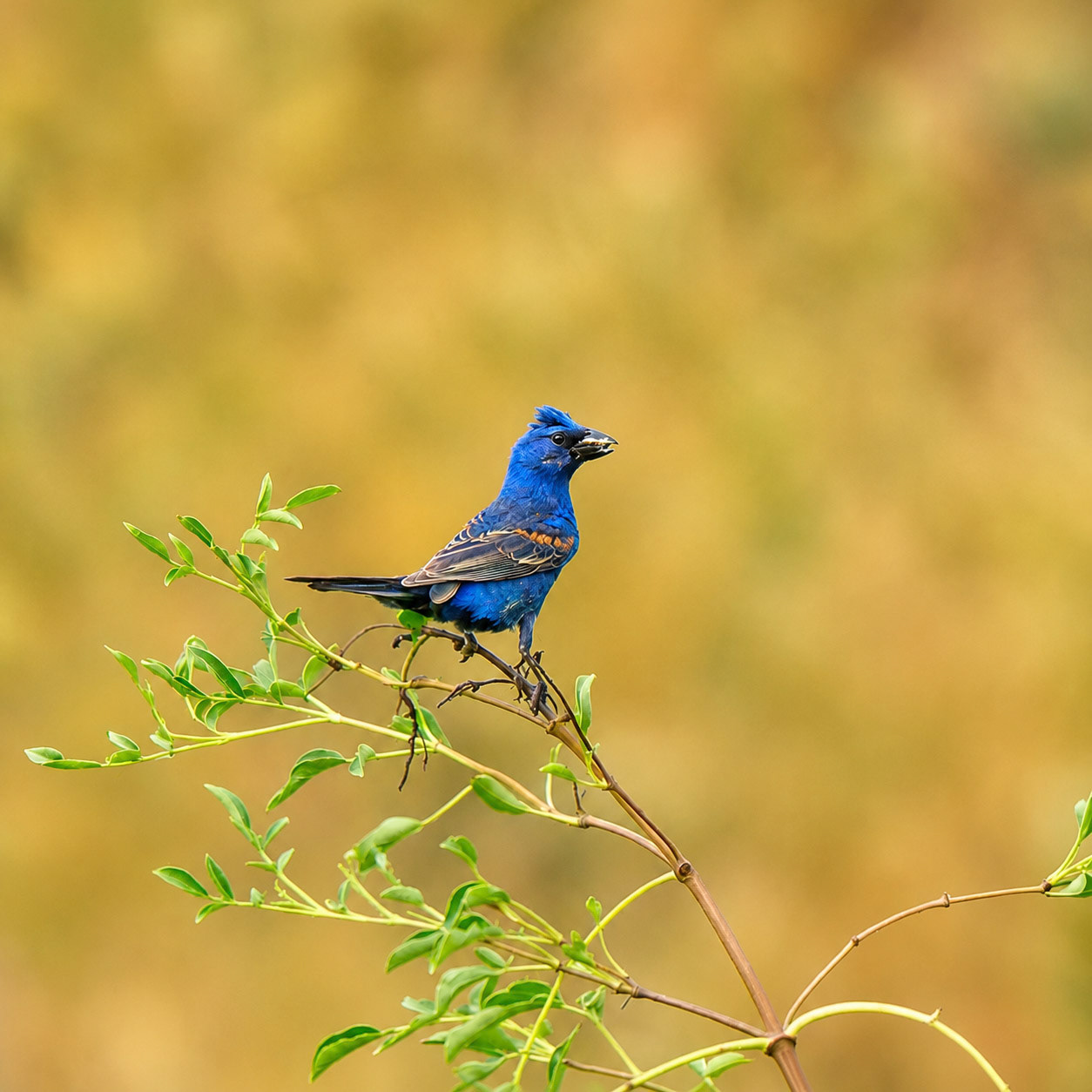 Blue Grosbeak