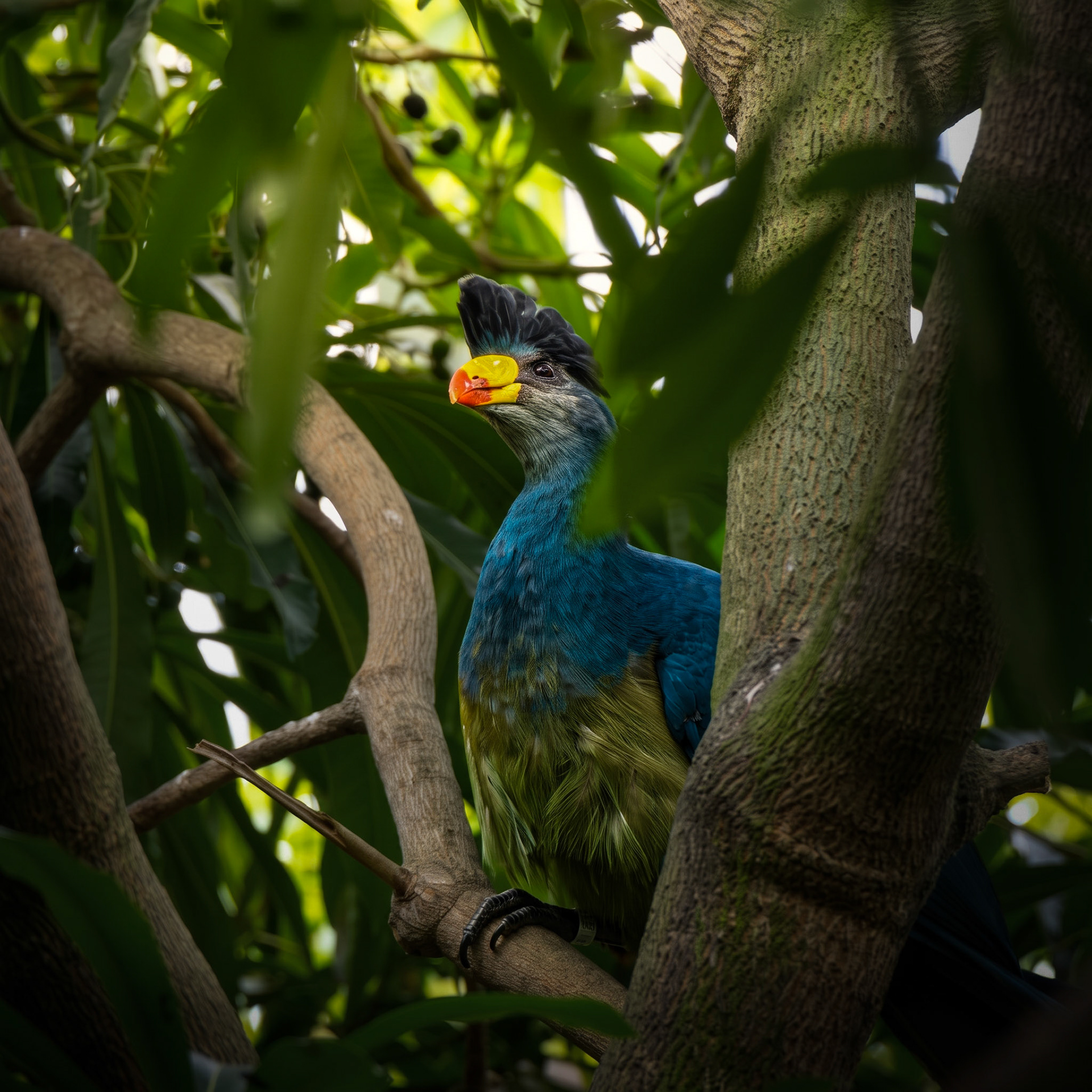 Great Blue Turaco