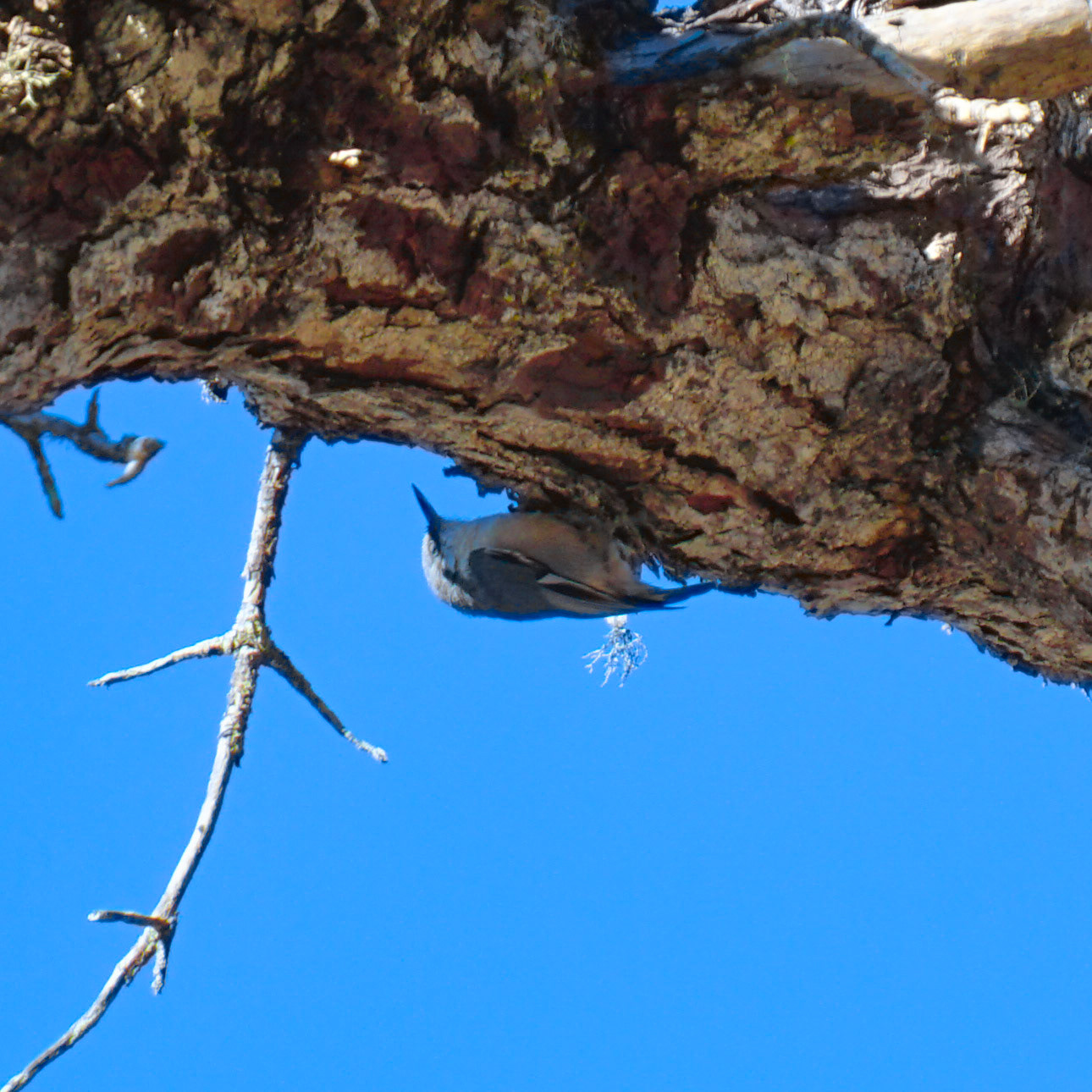  Nuthatch