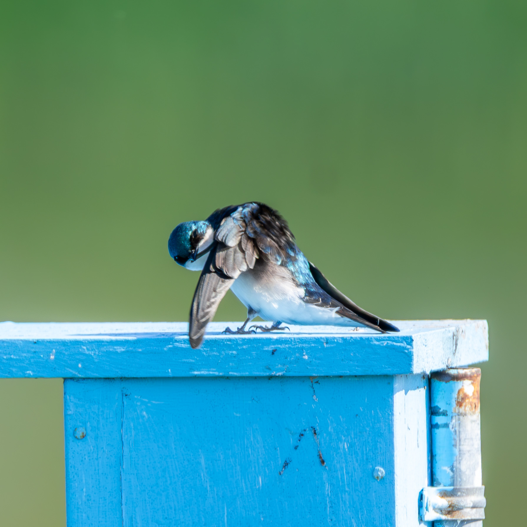 Tree Swallow