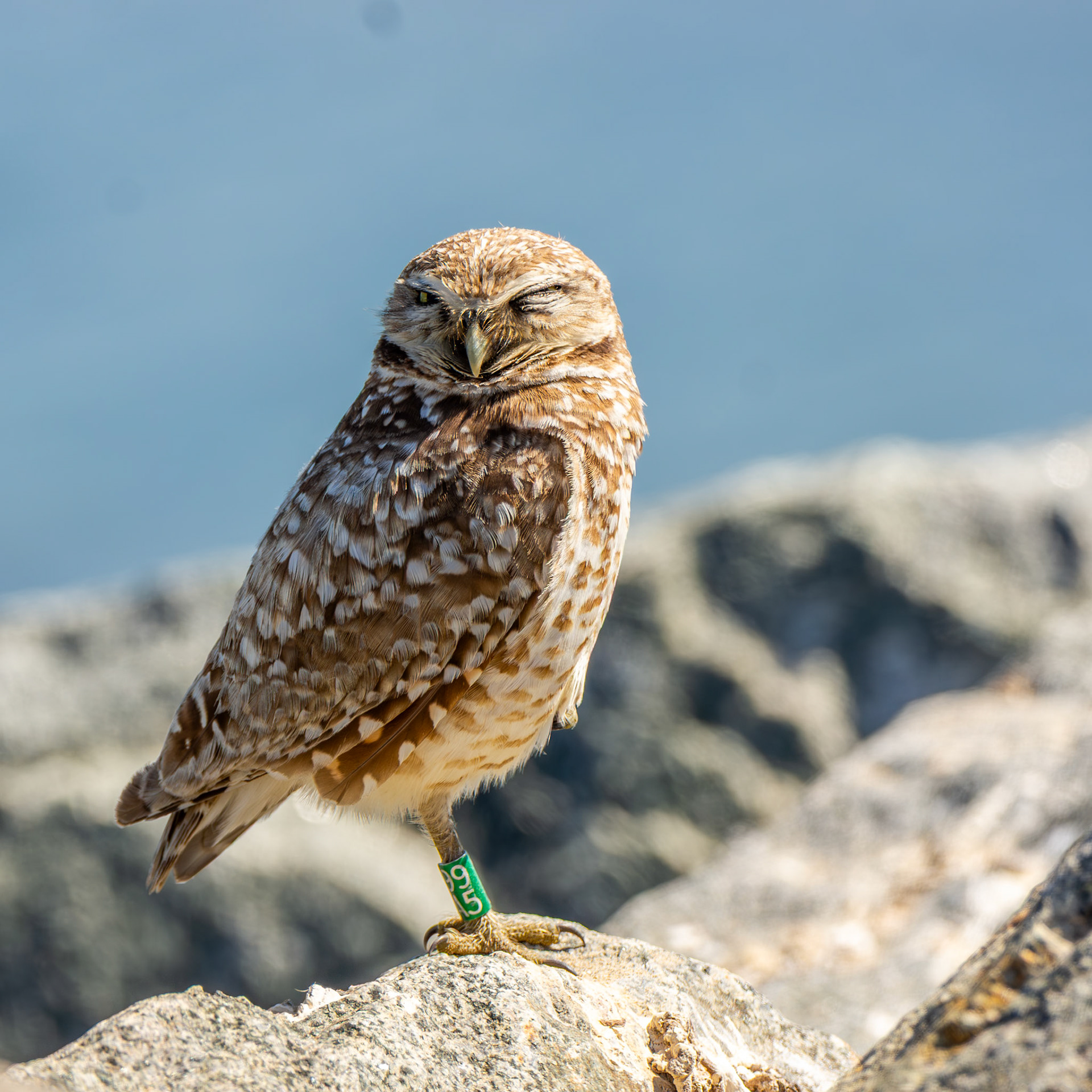 Burrowing Owl