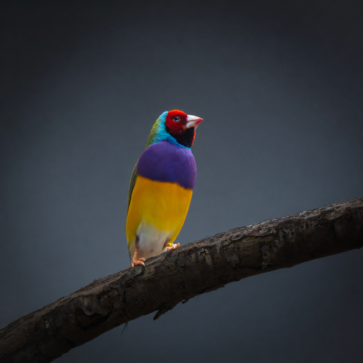 Gouldian Finch