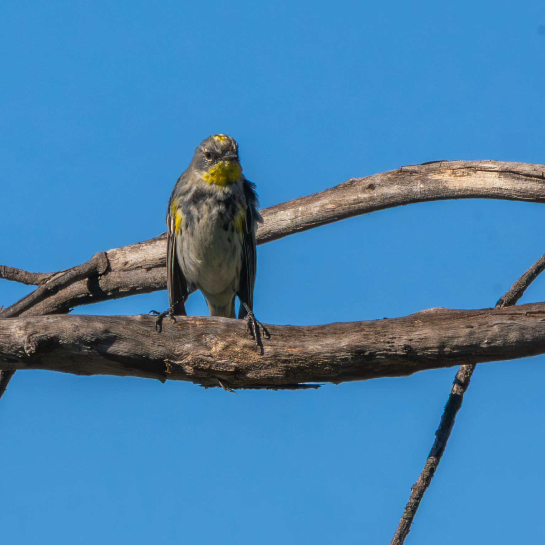 Myrtle Warbler