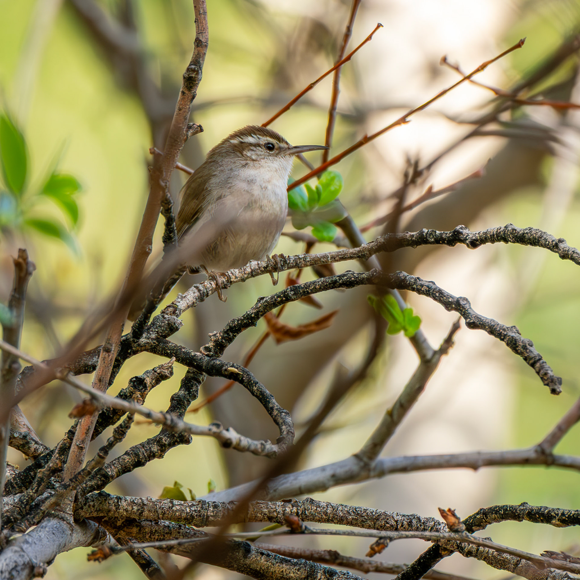 Bewick's Wren