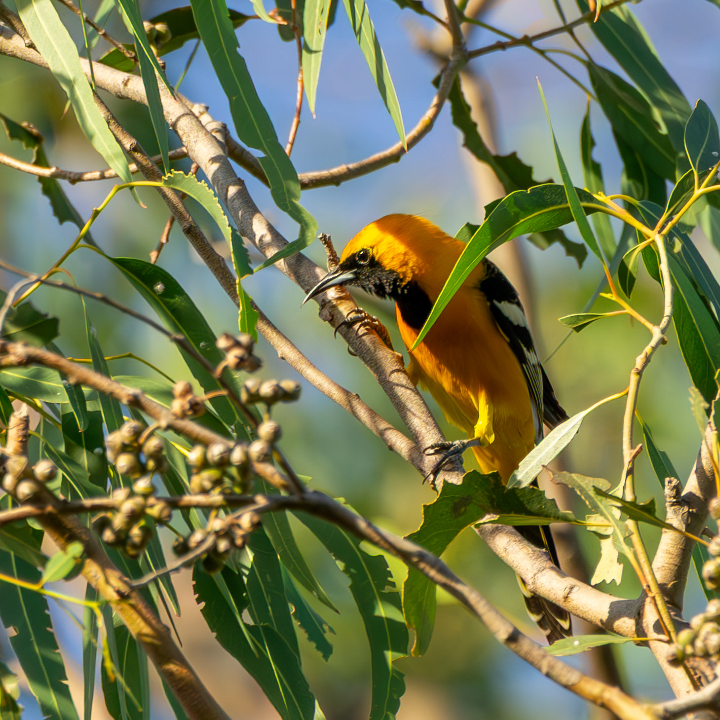 Hooded Oriole
