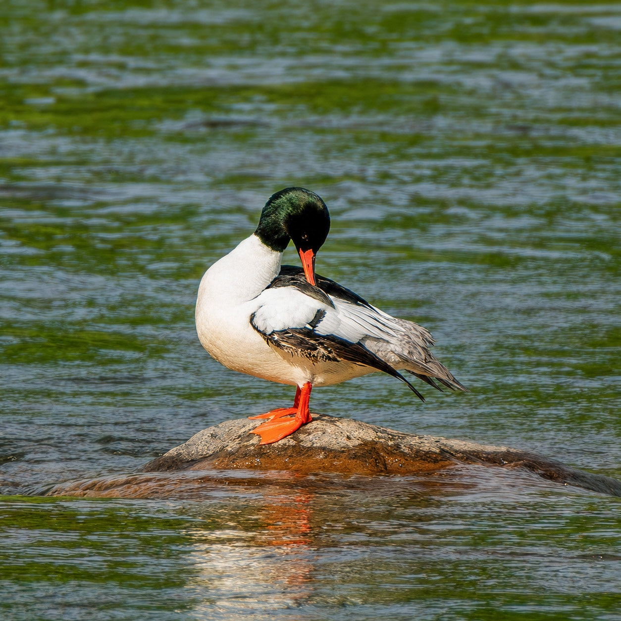 Common Merganser
