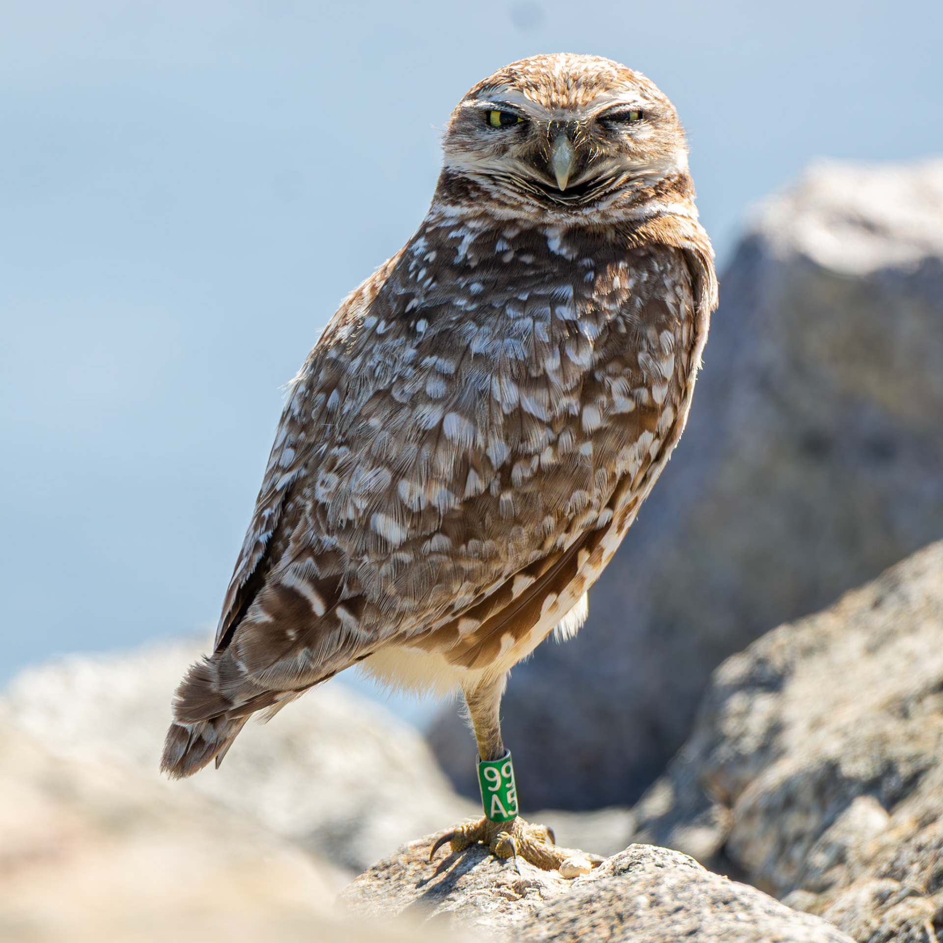 Burrowing Owl
