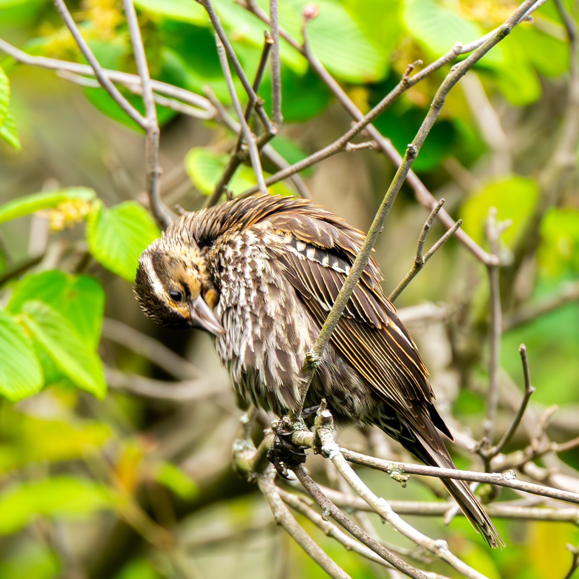 Red-Winged Blackbird