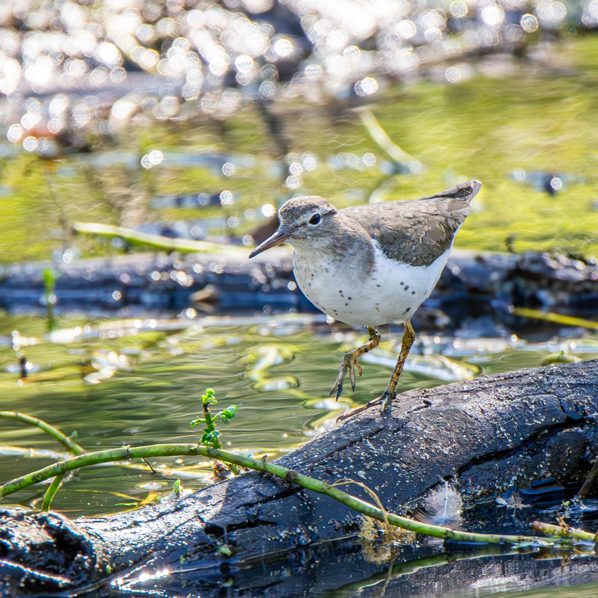 Spotted Sandpiper