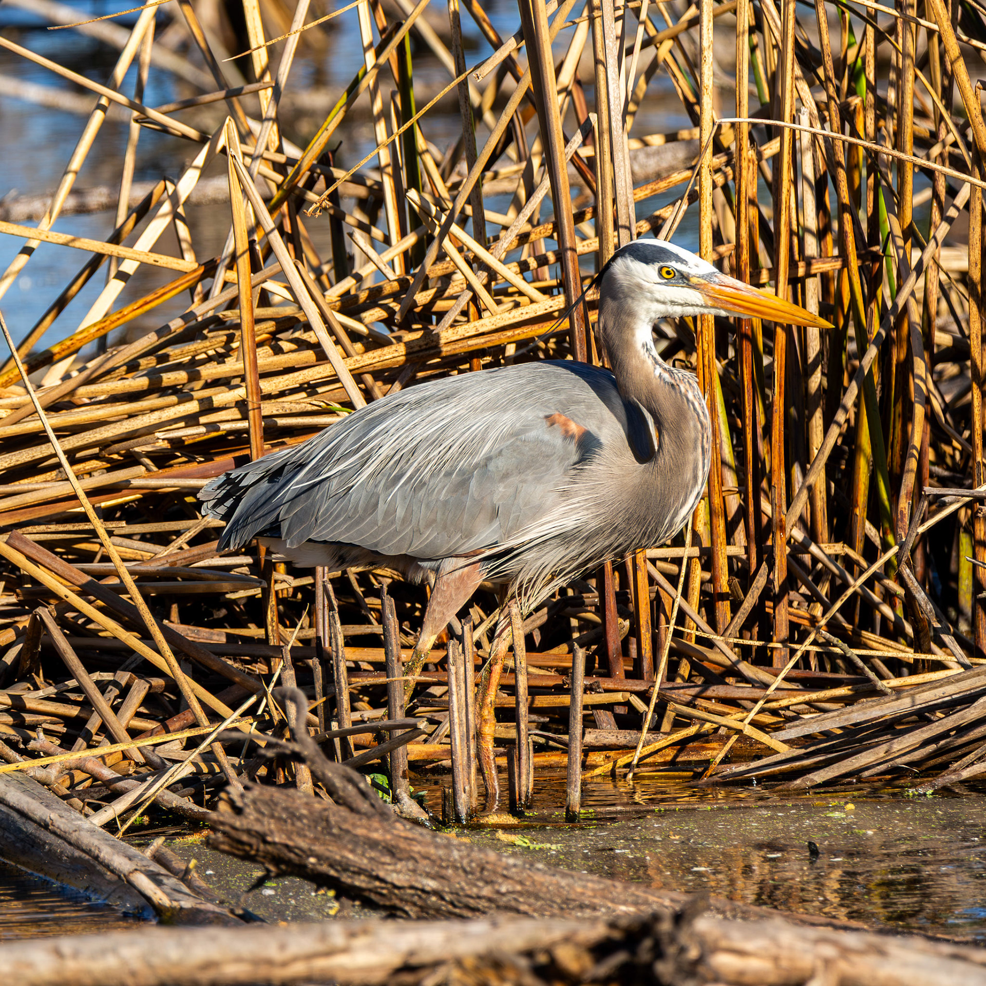 Great Blue Heron
