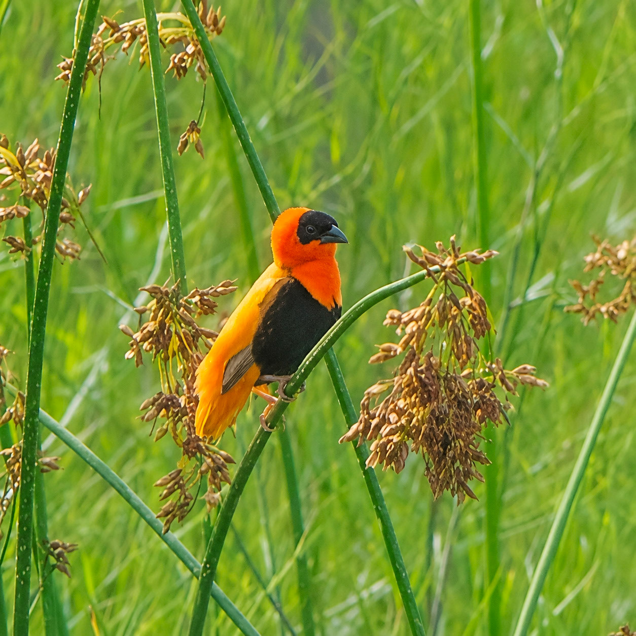 Northern Red Bishop