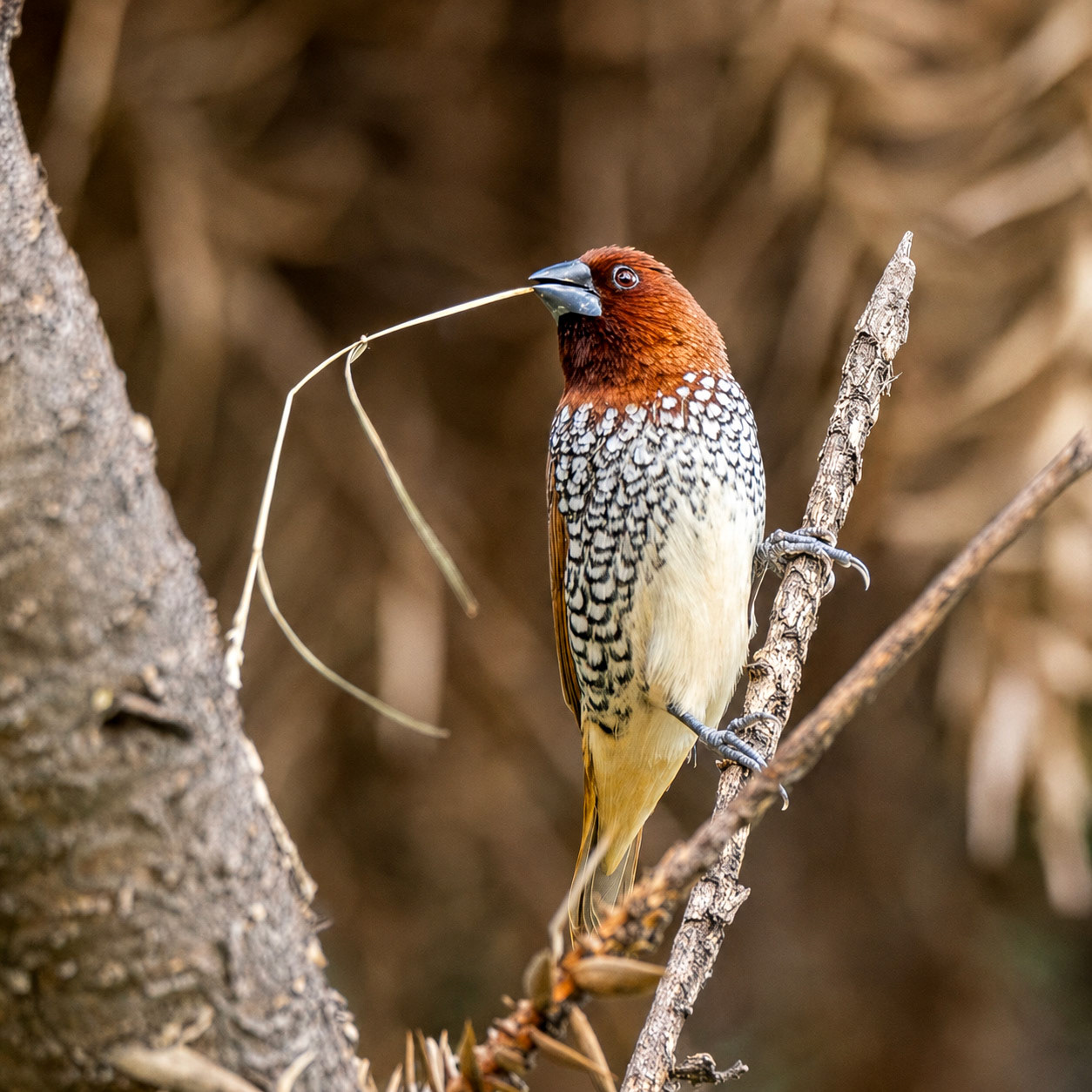 Scaly-Breasted Munia