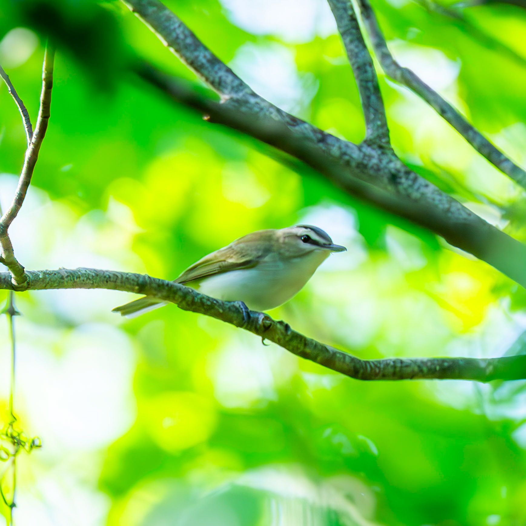 Red-Eyed Vireo