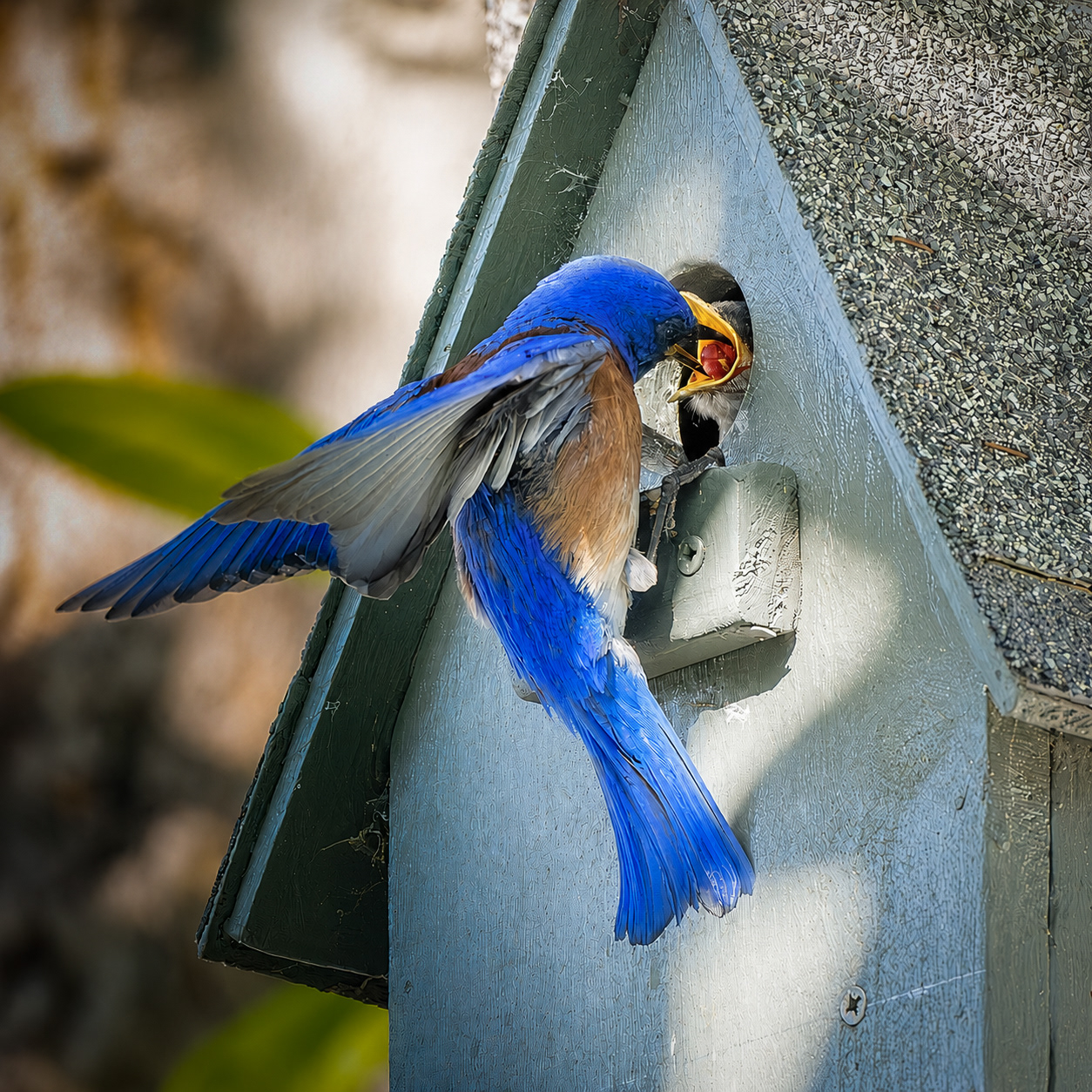 Western Bluebird