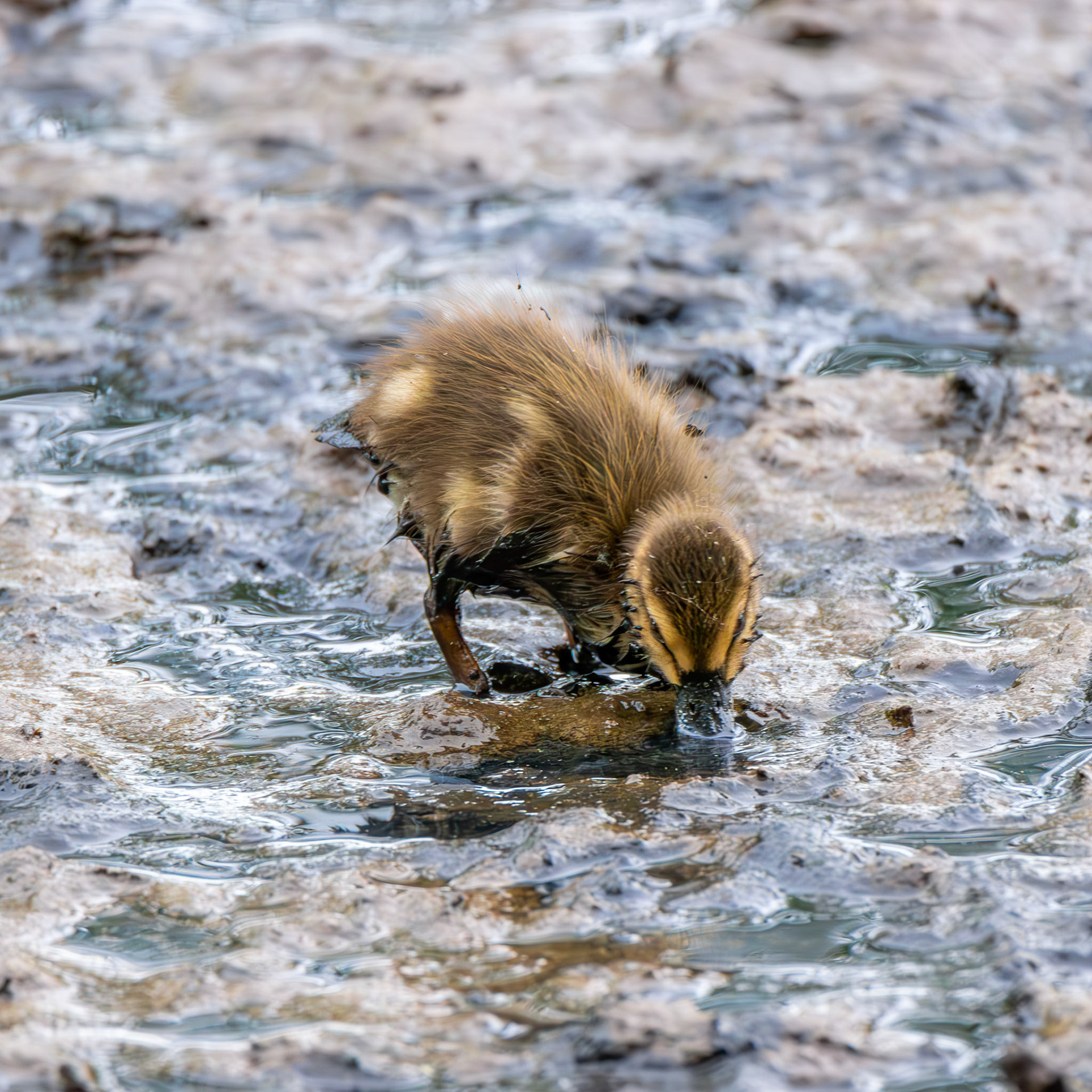 Mallard