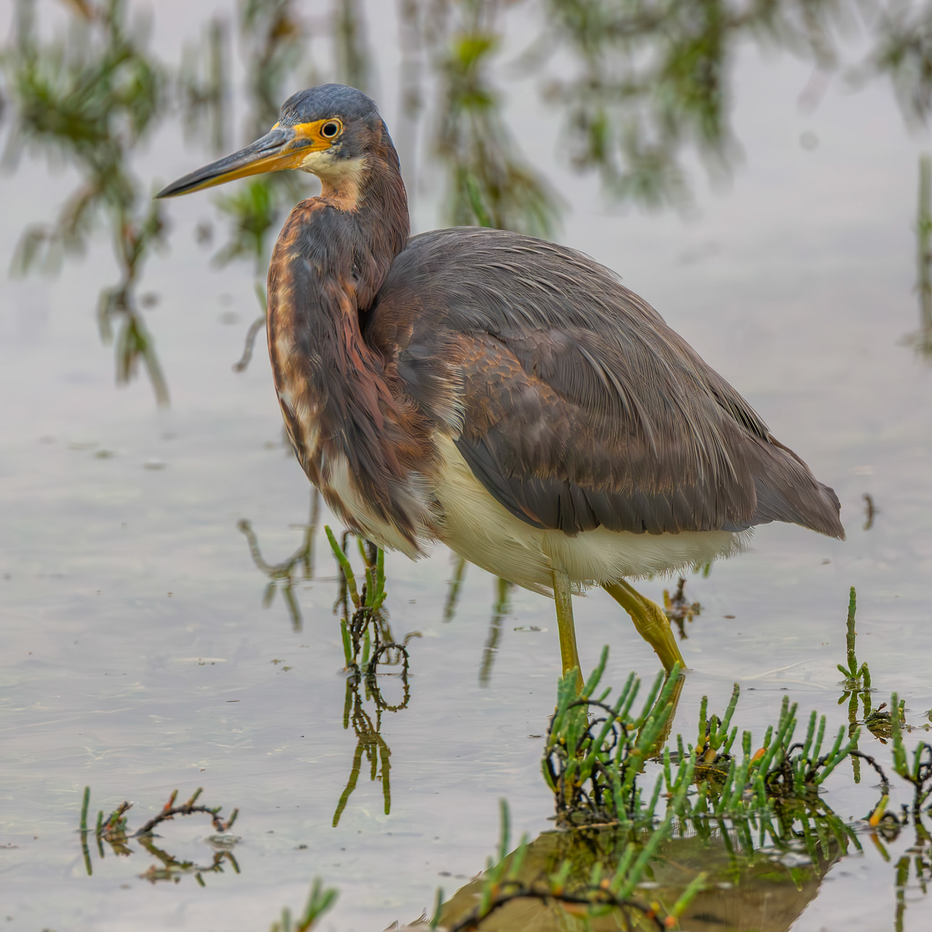 Tricolored Heron