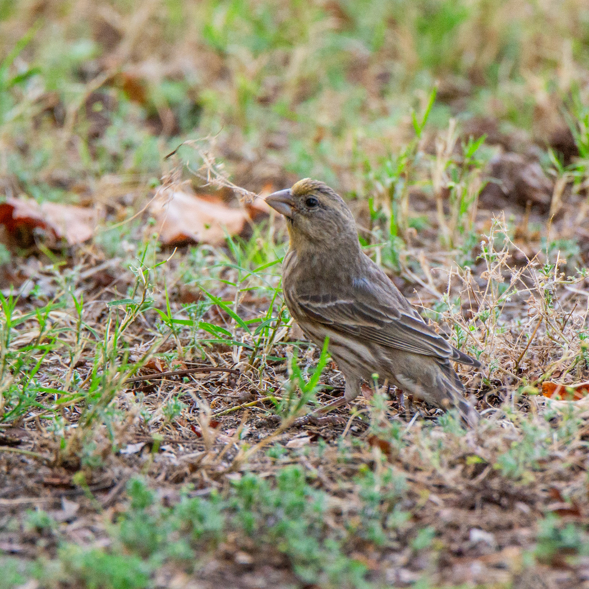 House Finch