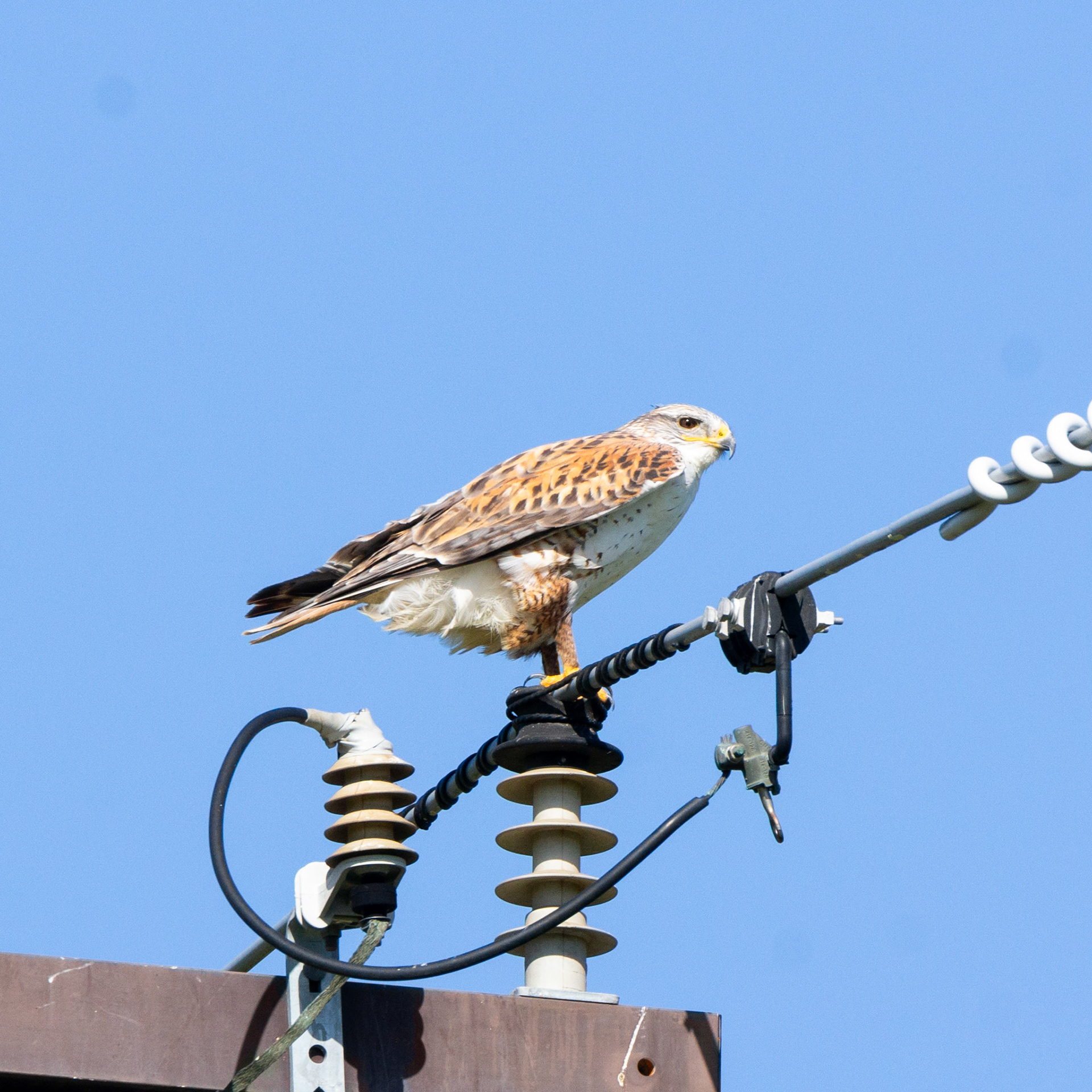 Ferruginous Hawk