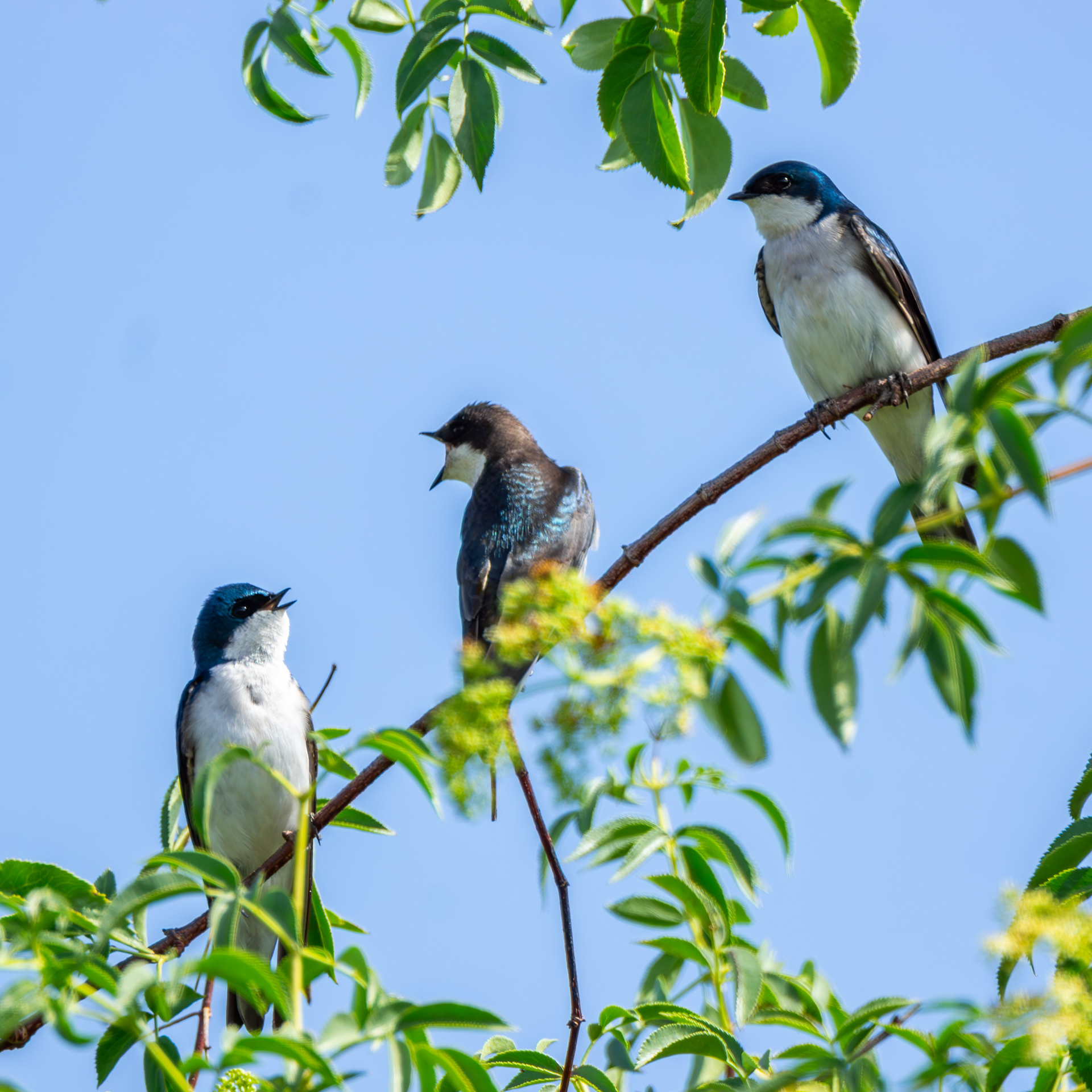 Tree Swallow