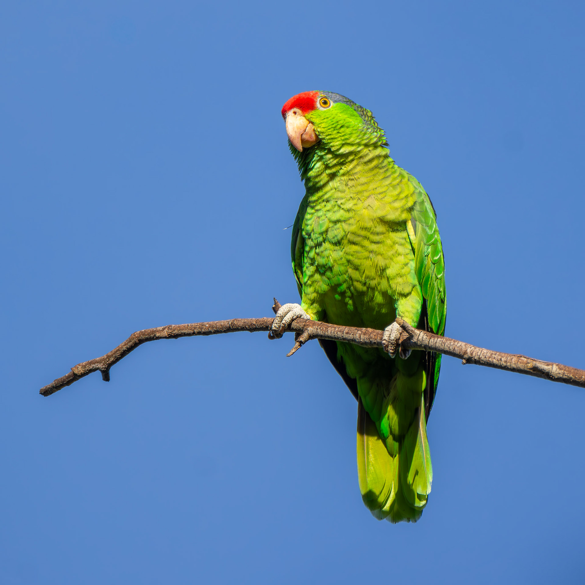 Red-Crowned Amazon