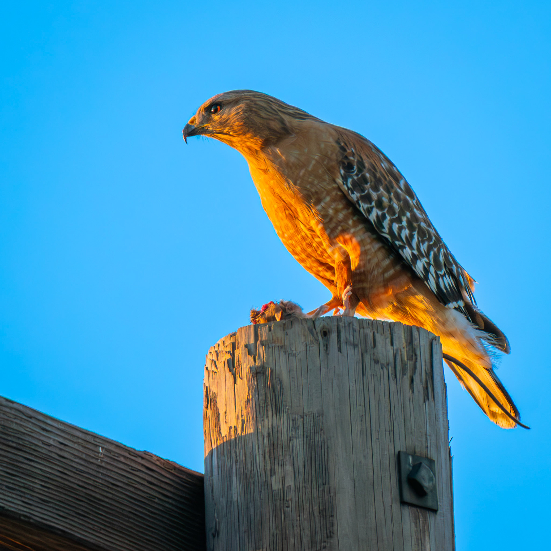 Red-Shouldered Hawk