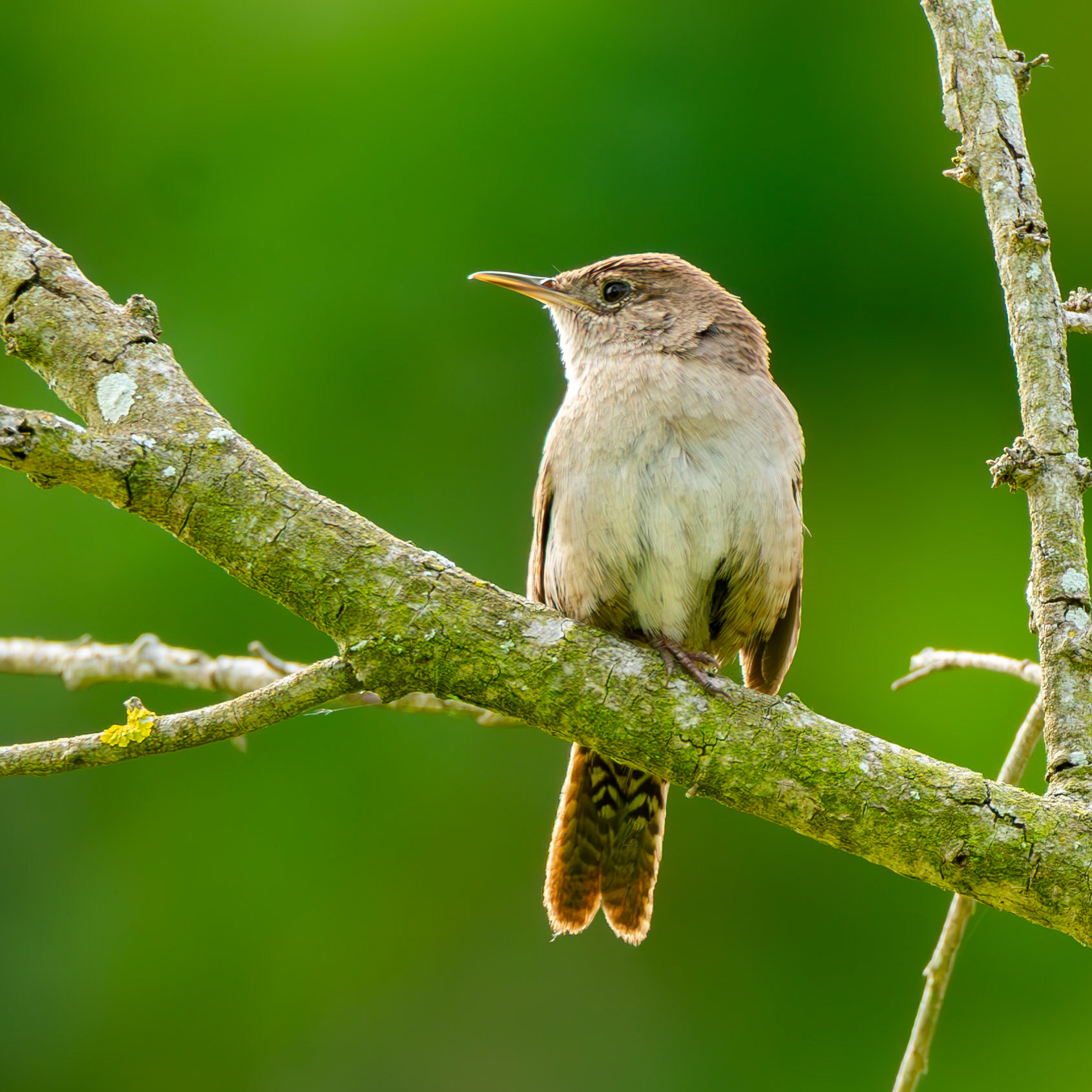 House Wren