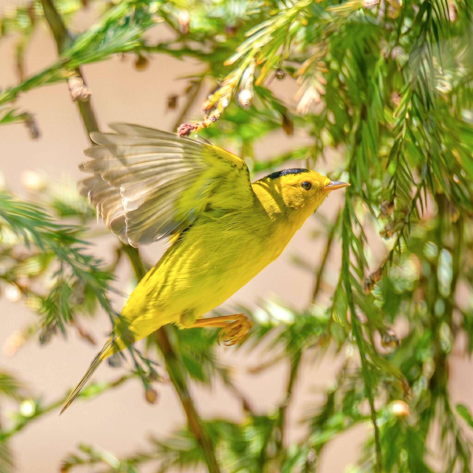 Wilson's Warbler