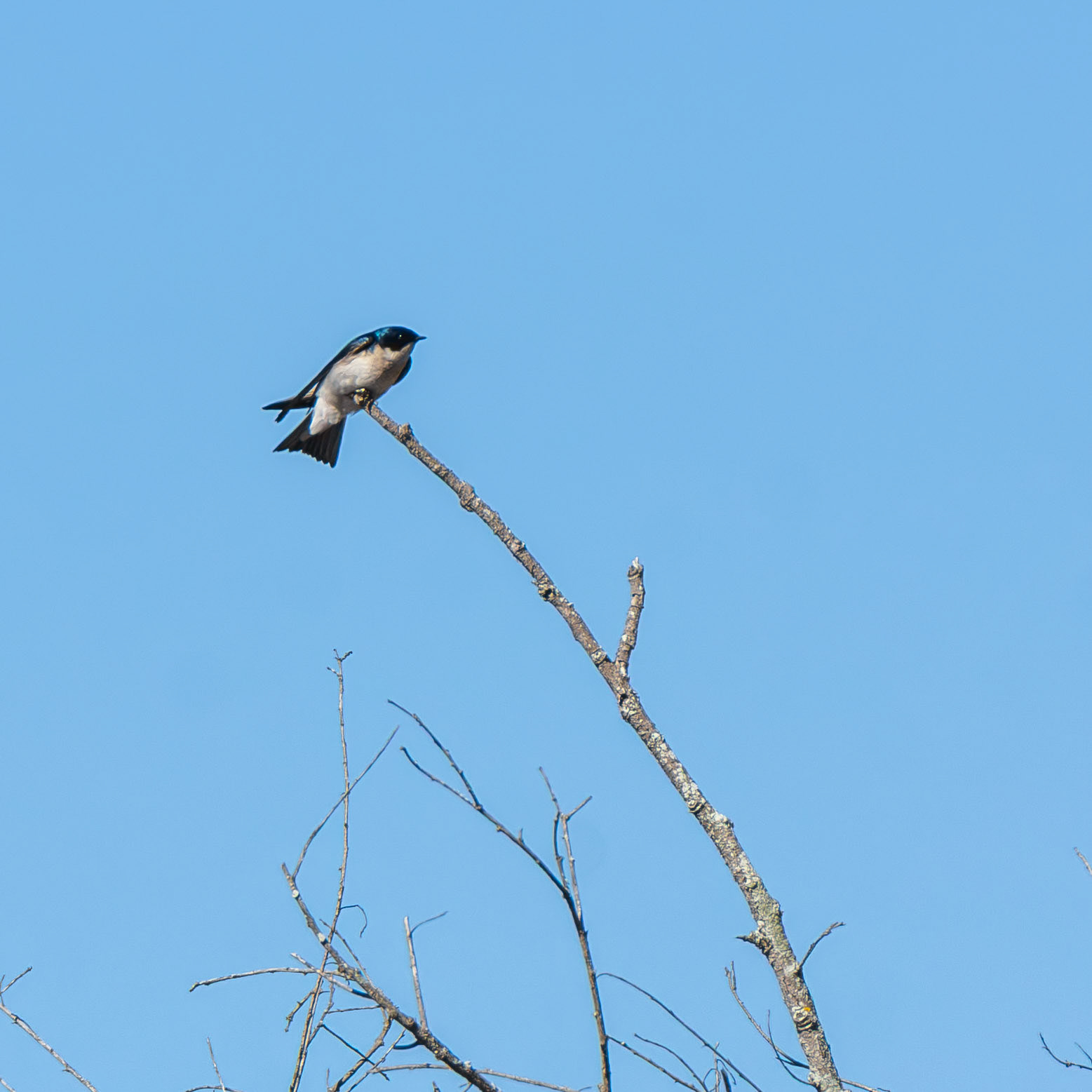 Tree Swallow
