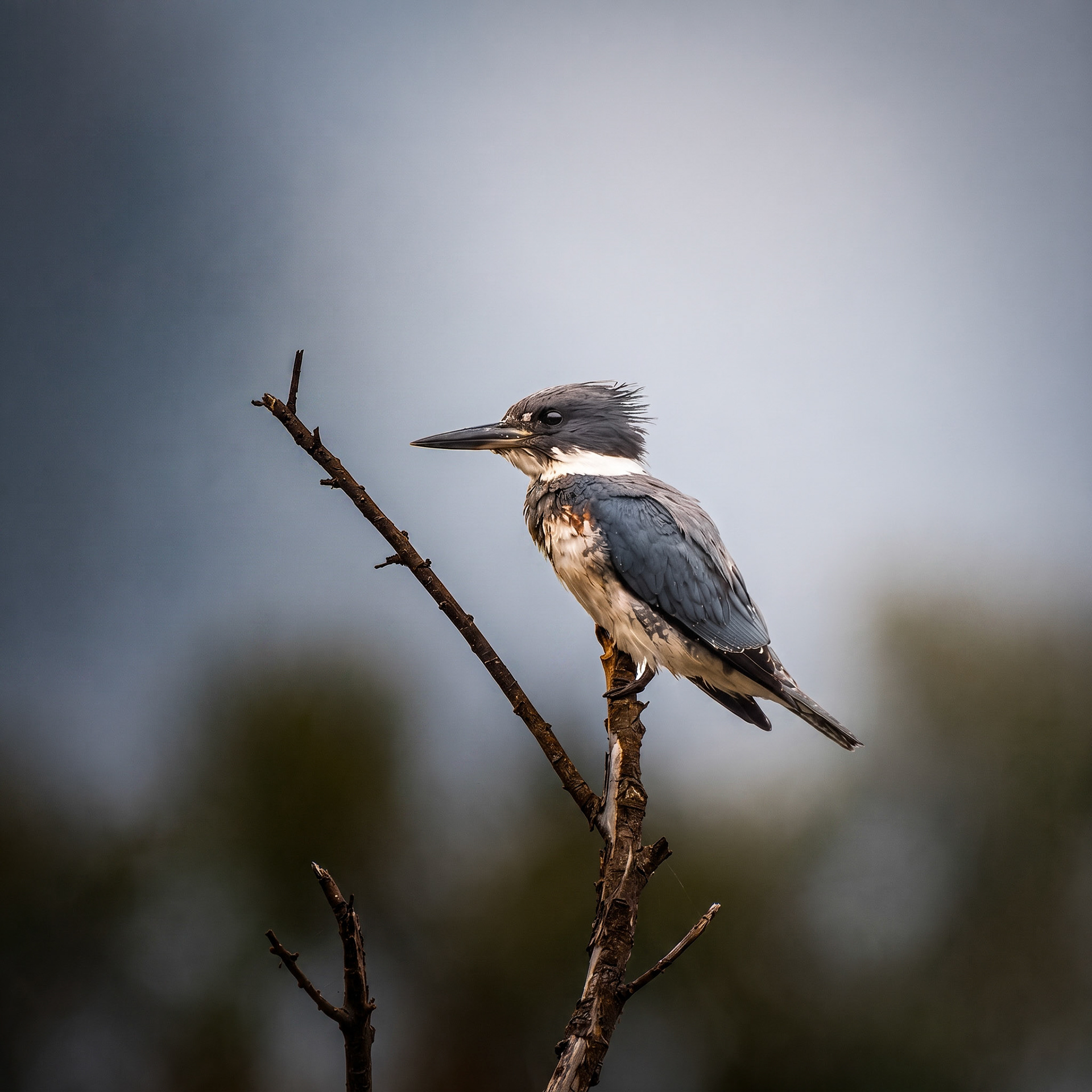 Belted Kingfisher