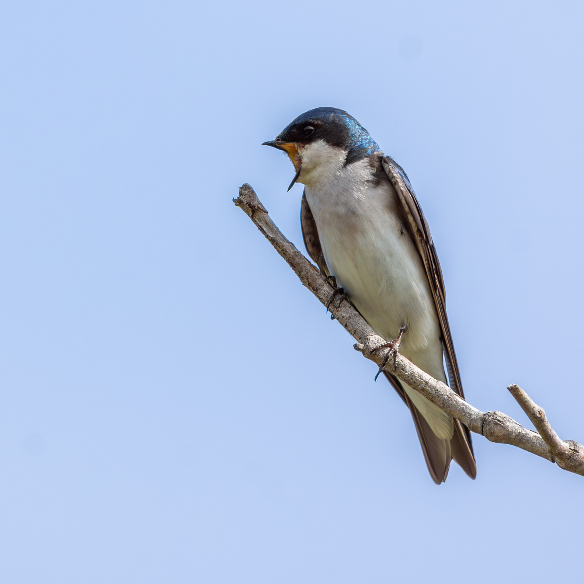 Tree Swallow