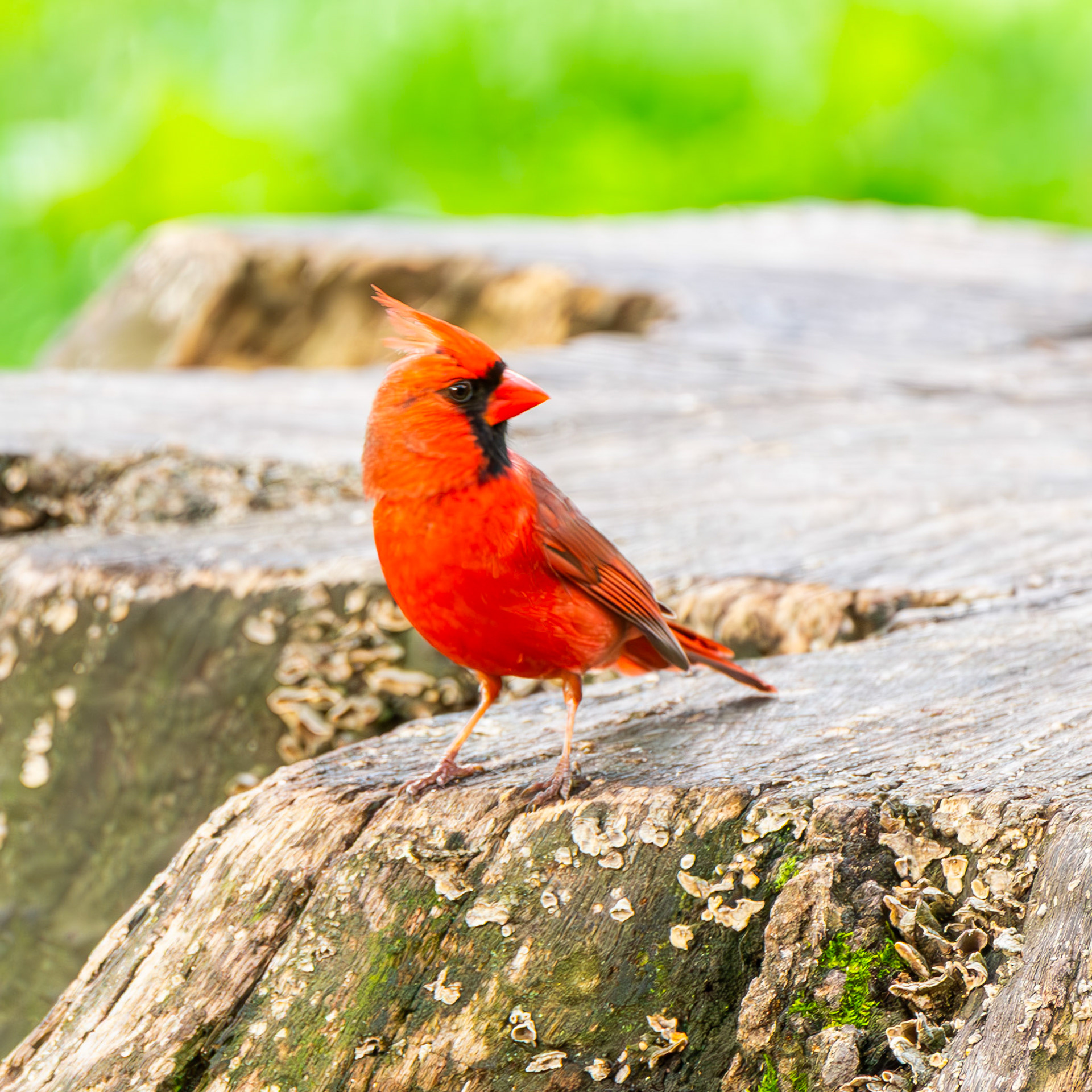 Northern Cardinal