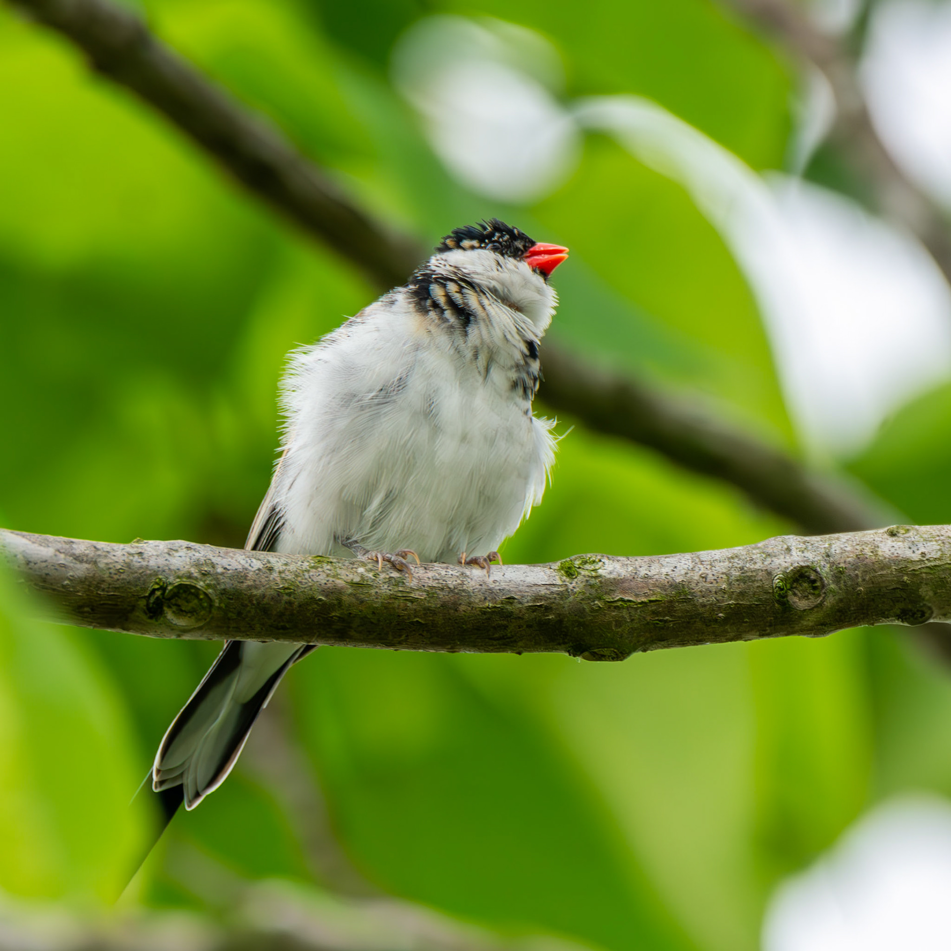 Pin-Tailed Whydah
