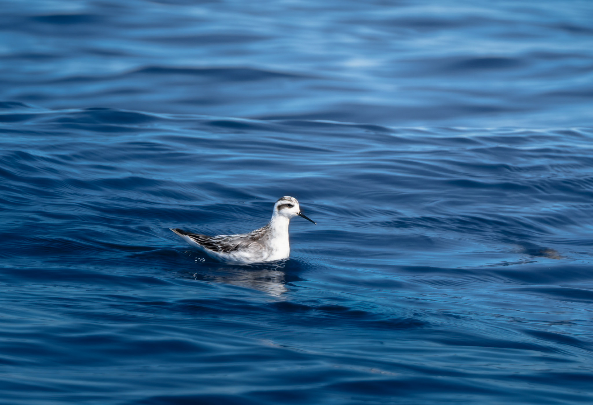 Red-Necked Phalarope