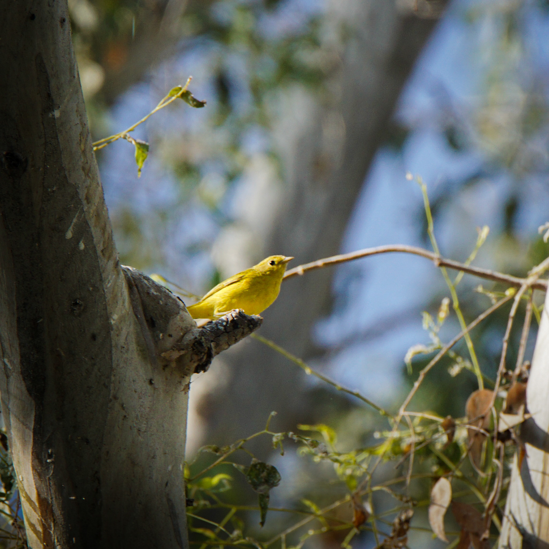 Northern Yellow Warbler