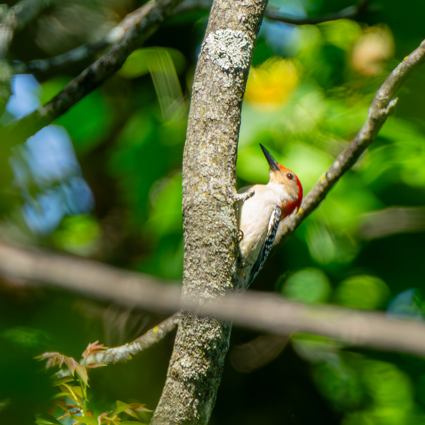 Red-Bellied Woodpecker