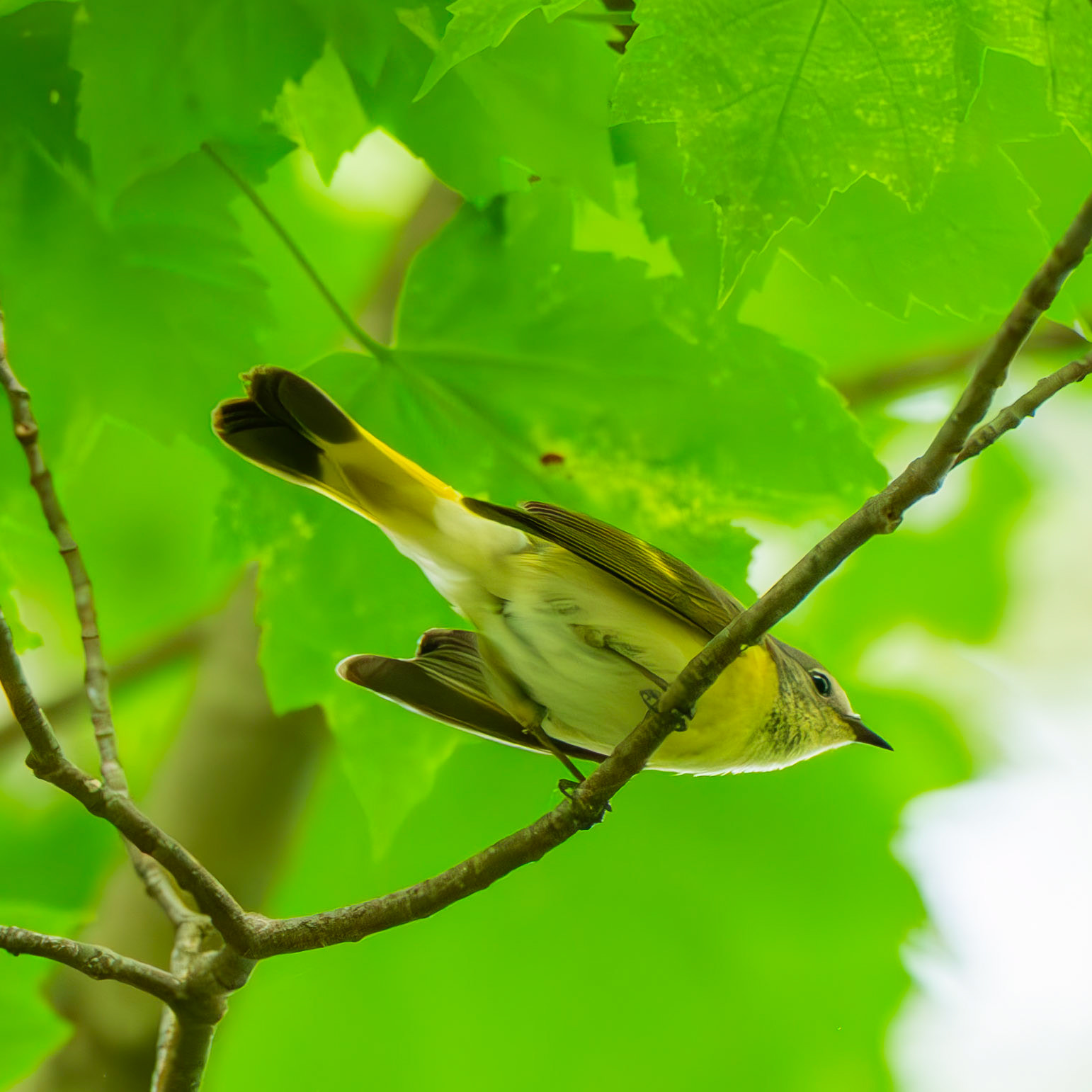 American Redstart