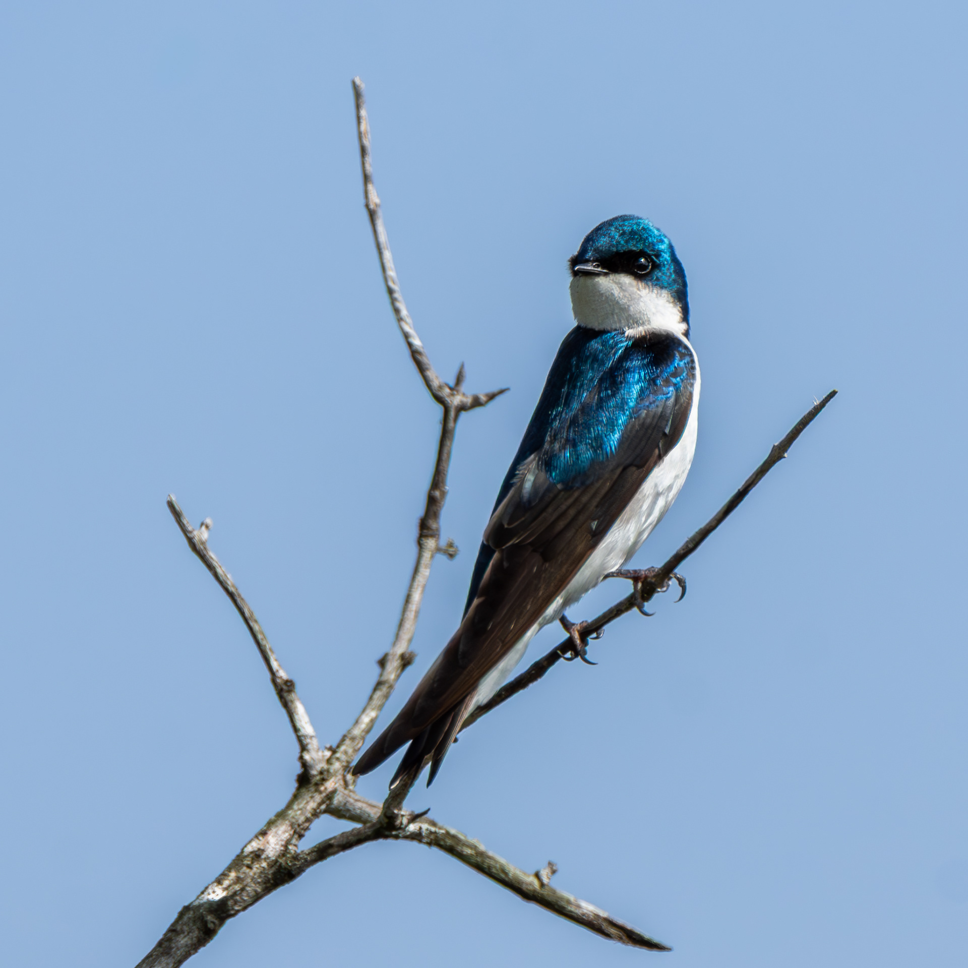 Tree Swallow