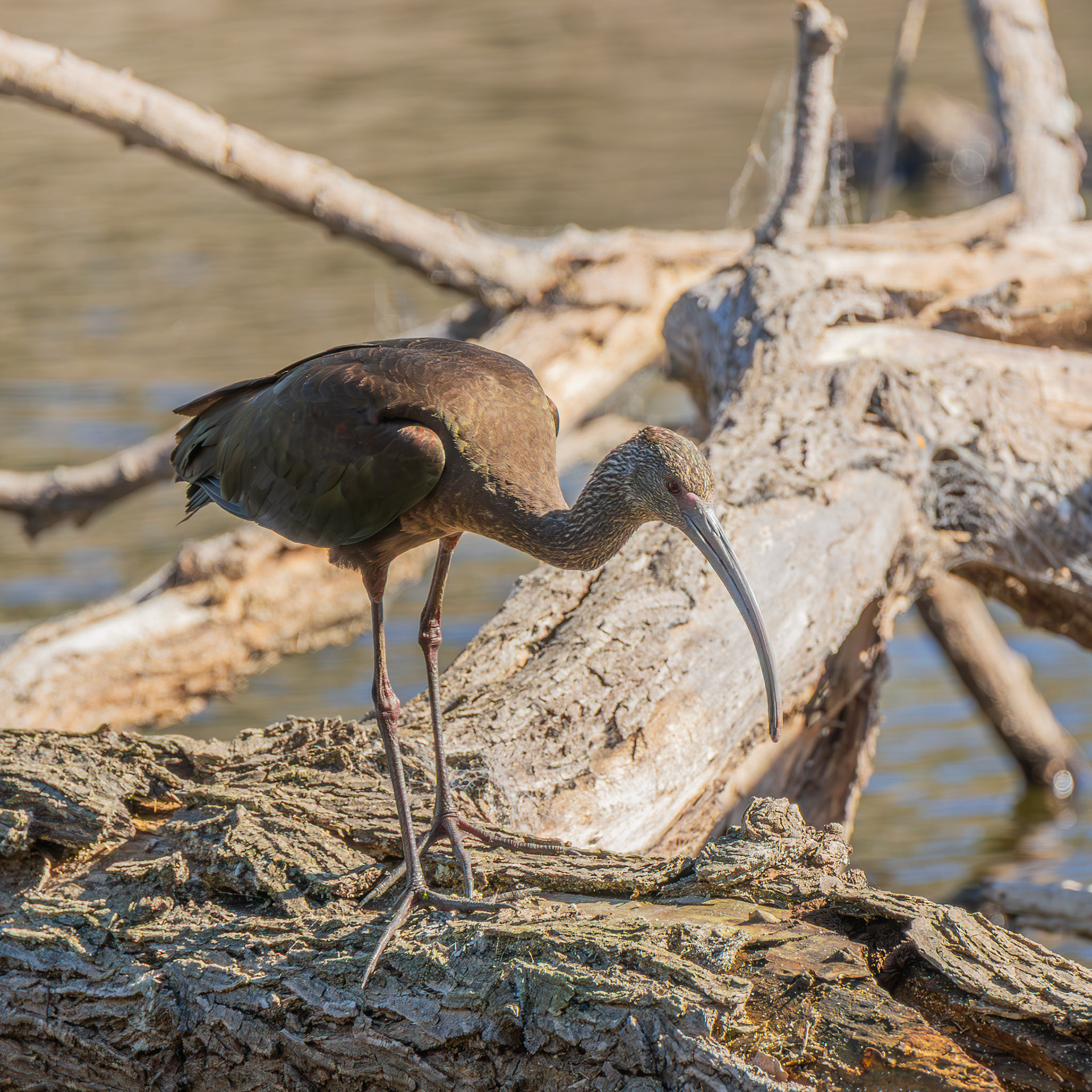 White-Faced Ibis