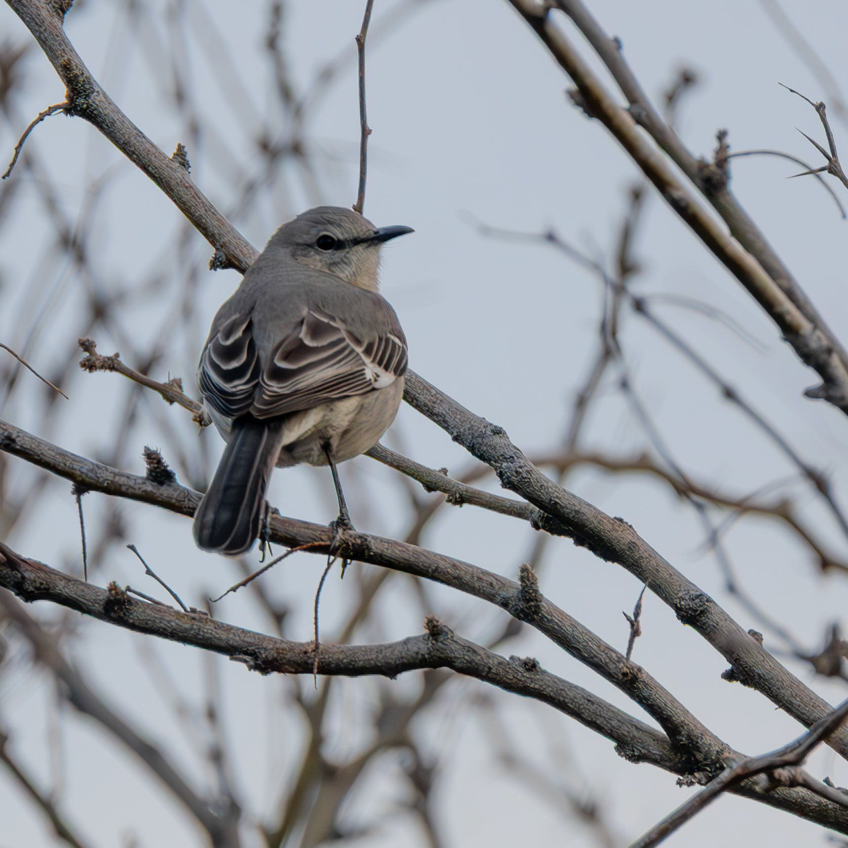 Northern Mockingbird