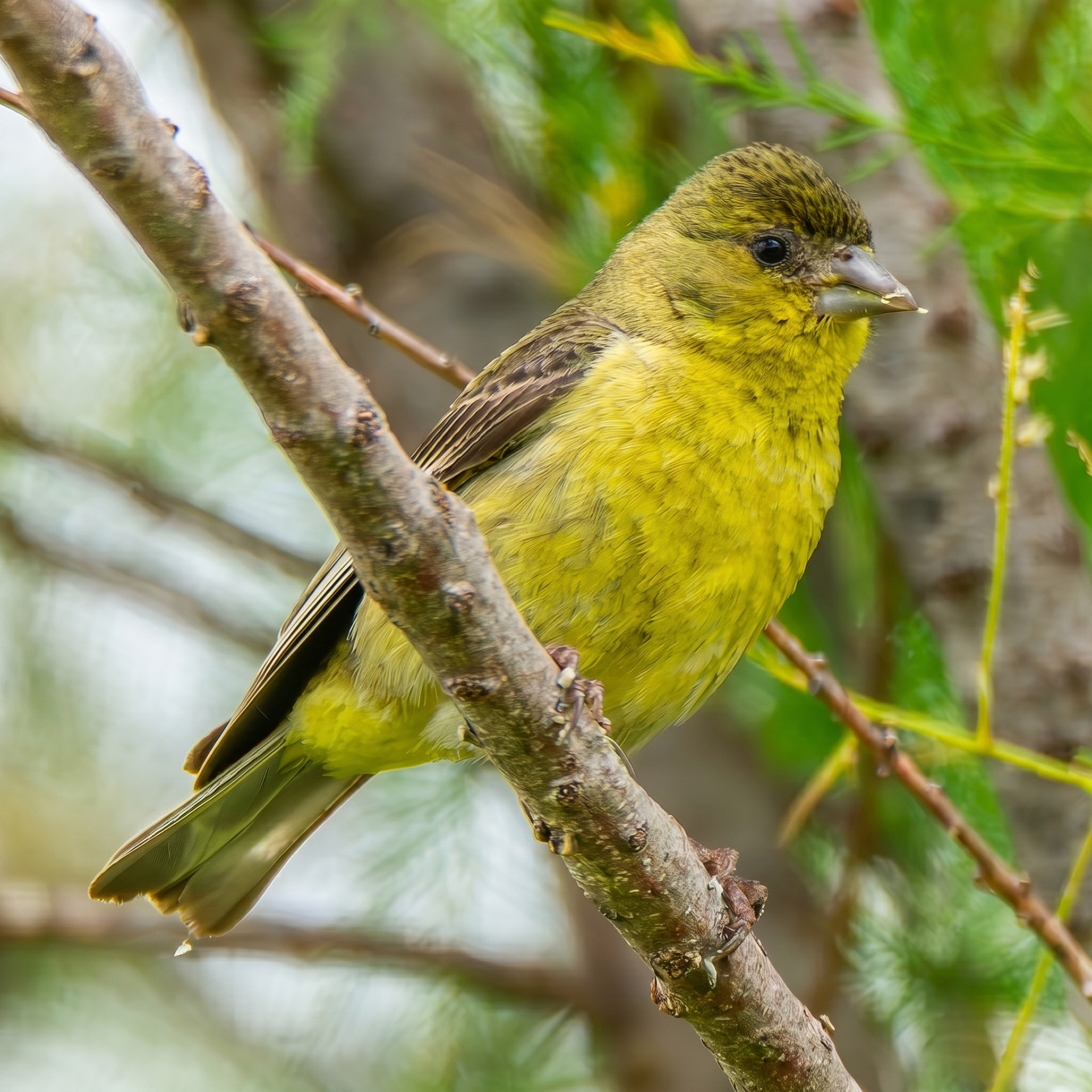 Lesser Goldfinch