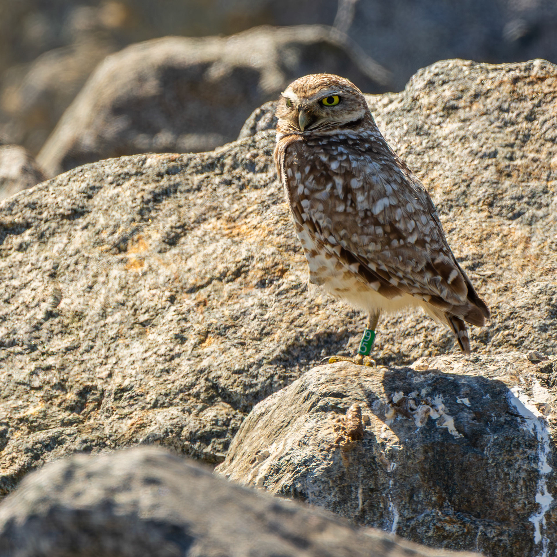 Burrowing Owl