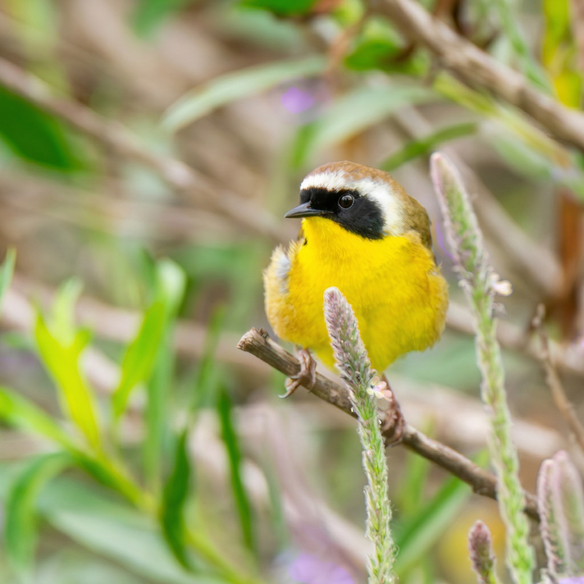 Common Yellowthroat