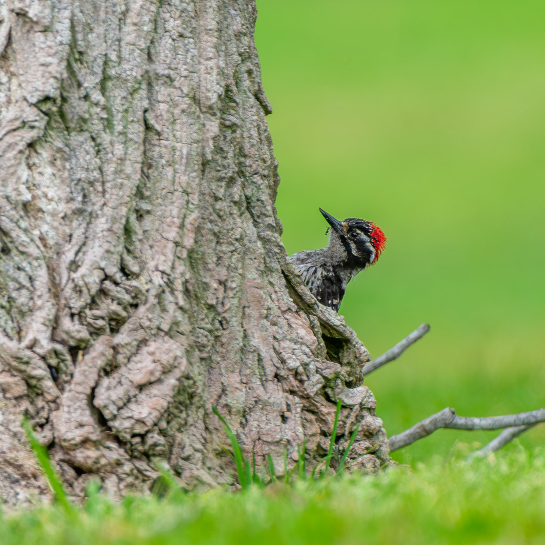 Nutalls' Woodpecker