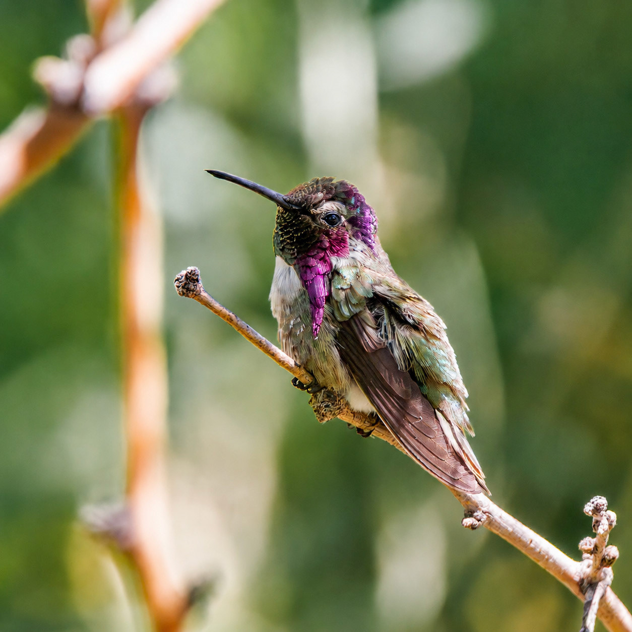 Costa's Hummingbird