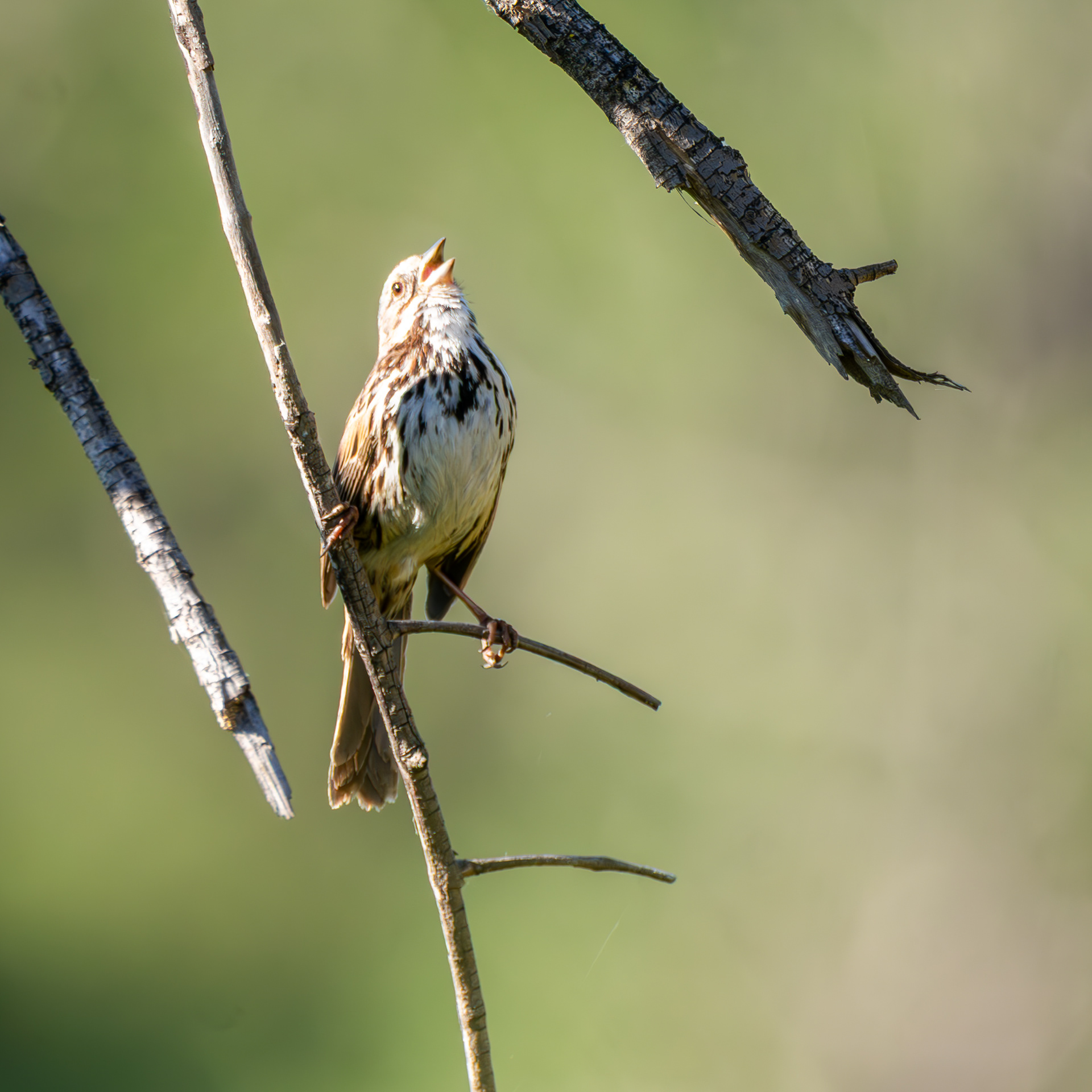 Song Sparrow