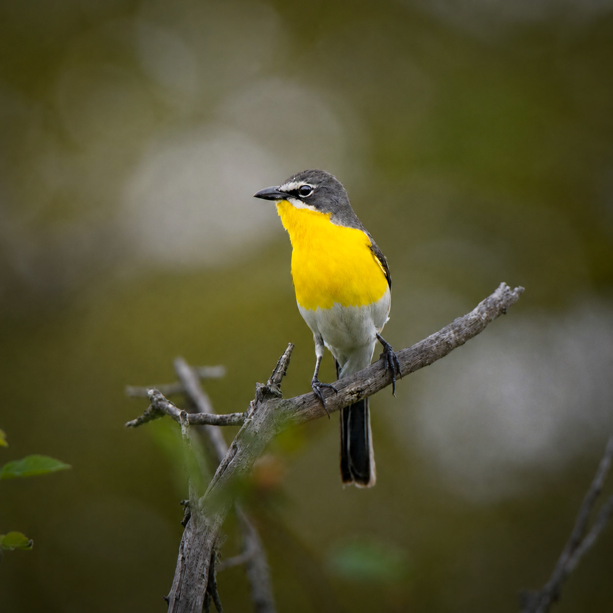 Yellow-Breasted Chat