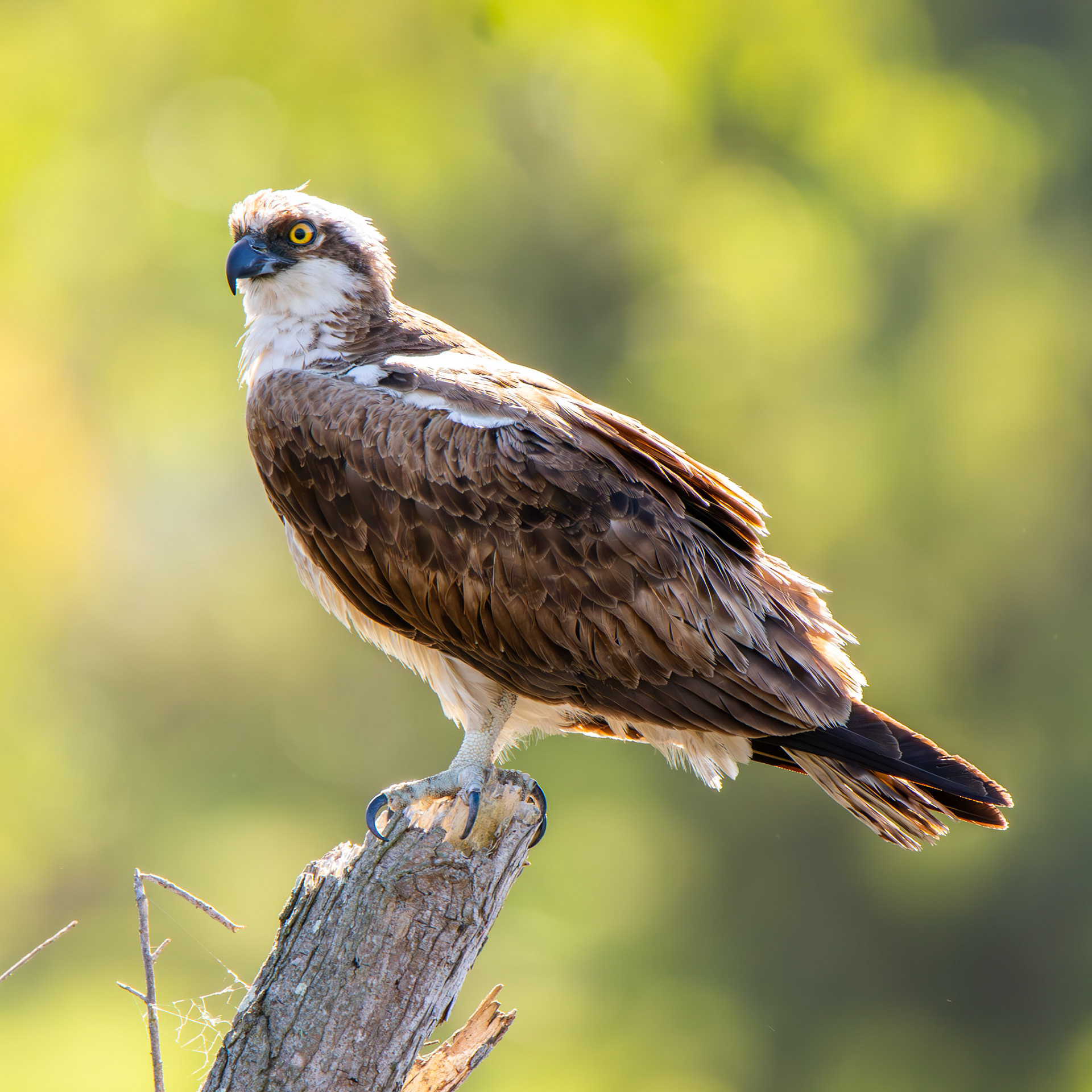 Osprey