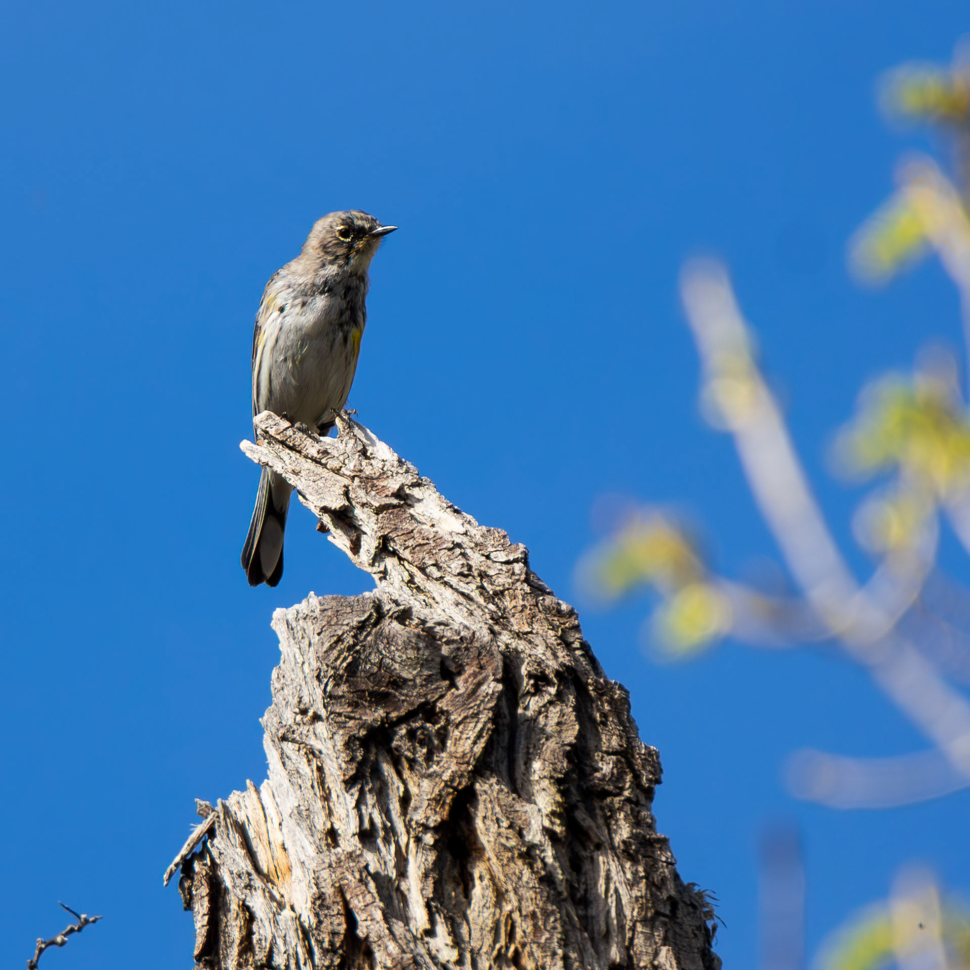 Myrtle Warbler