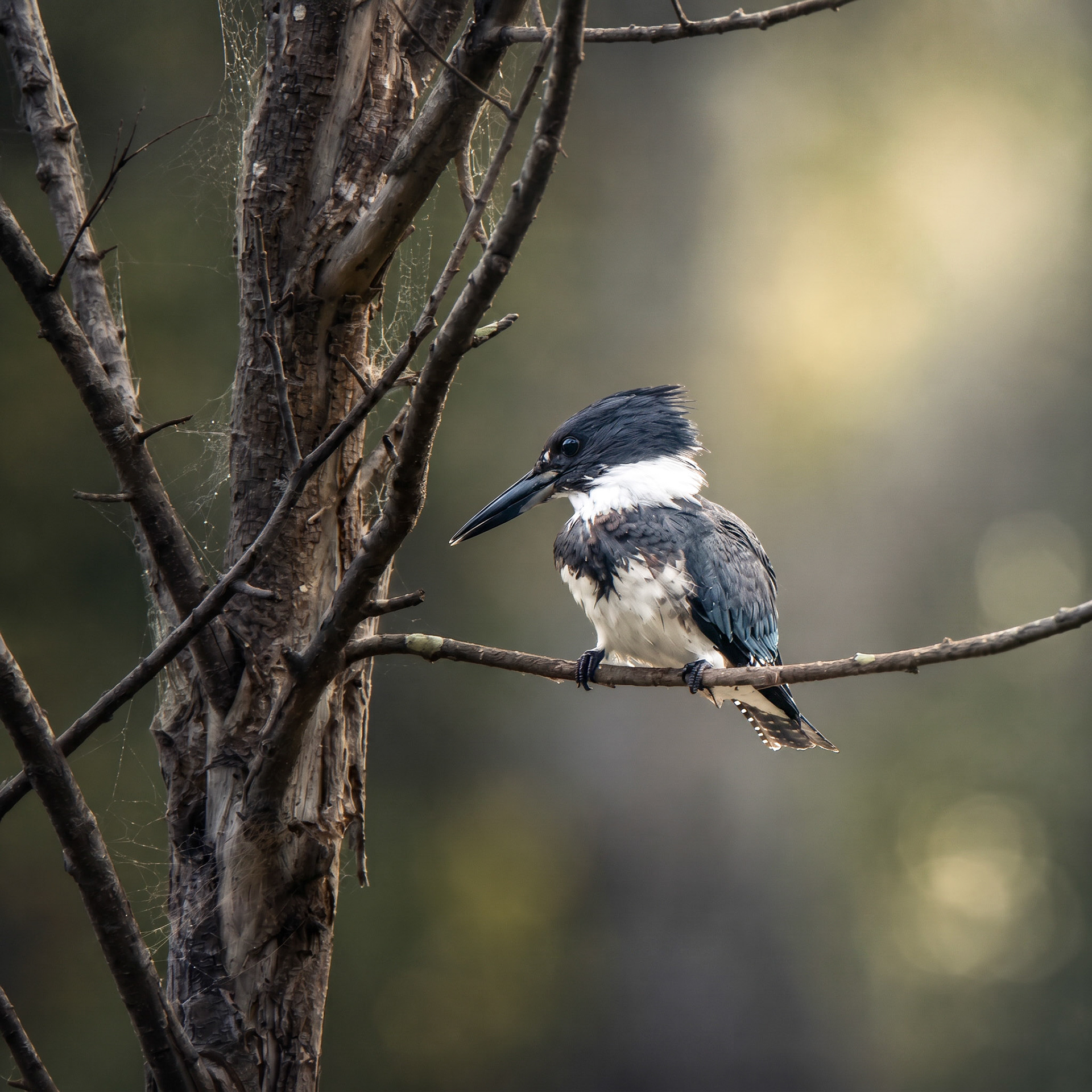 Belted Kingfisher